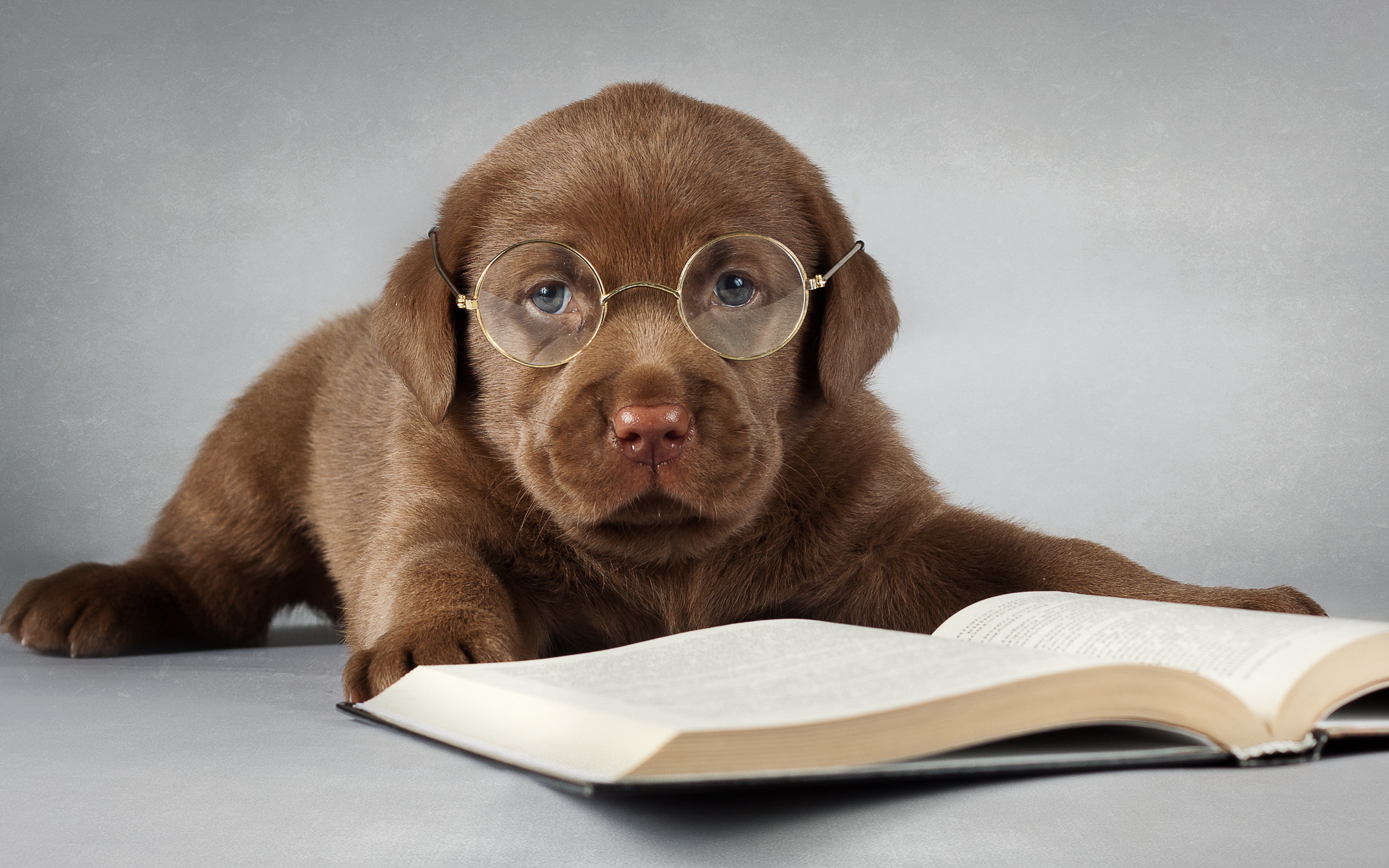 Wallpaper puppies Retriever Dogs books Glasses Animals 2560x1600