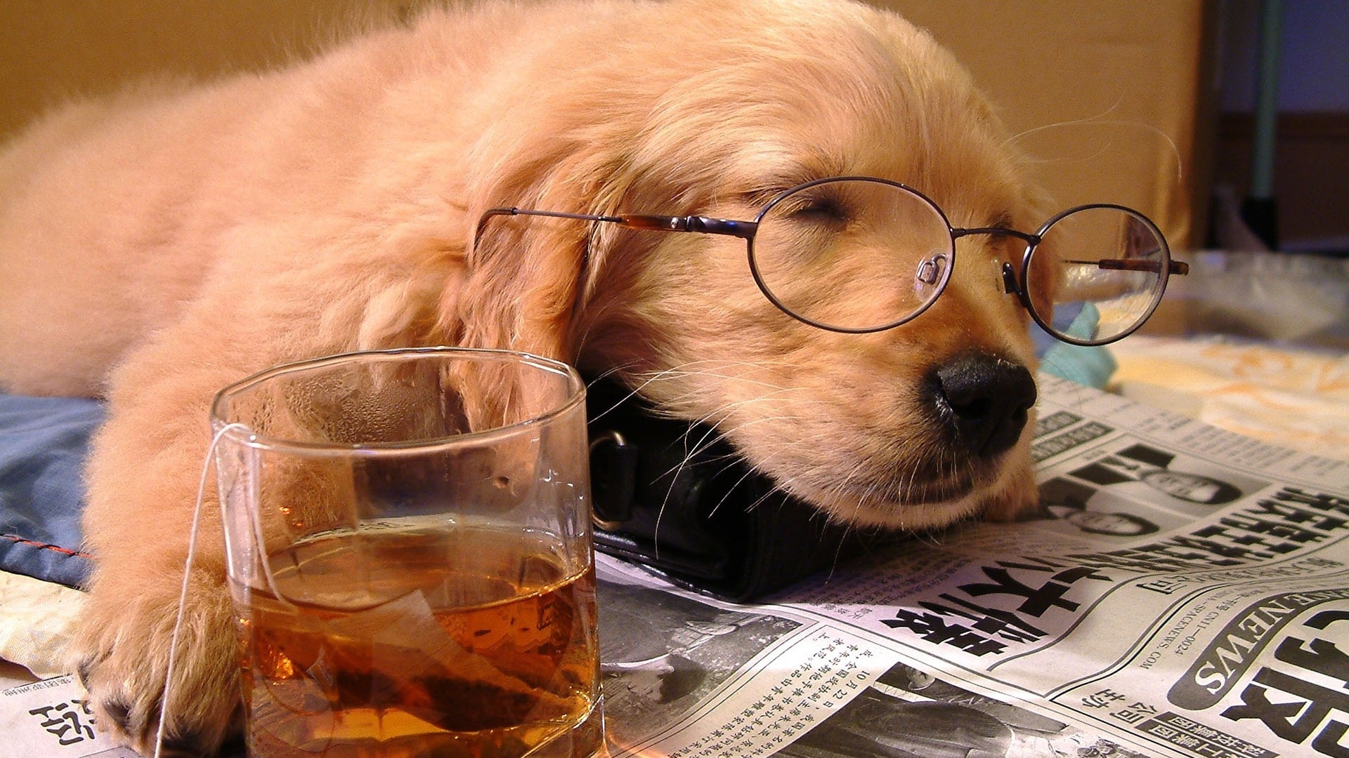 1920x1080 Animal, Baby Animal, Dog, Glasses, Humor, Pet, Puppy, Sleeping, Tea HD Wallpaper