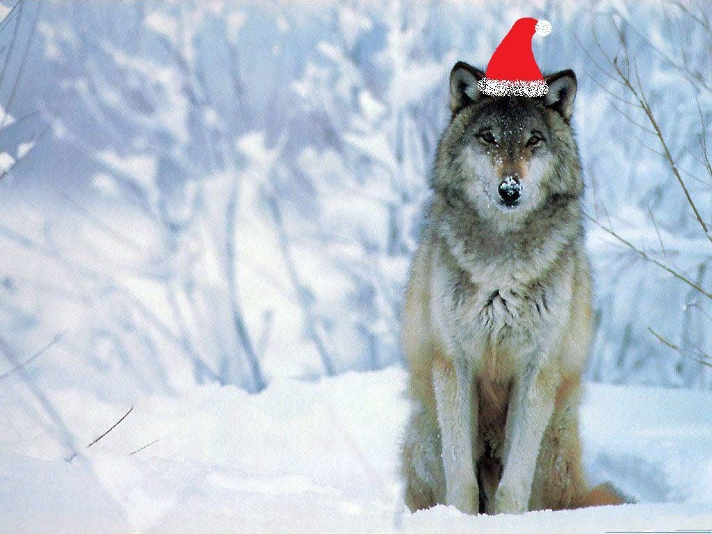 Christmas Wolf Wallpapers - Wallpaper Cave