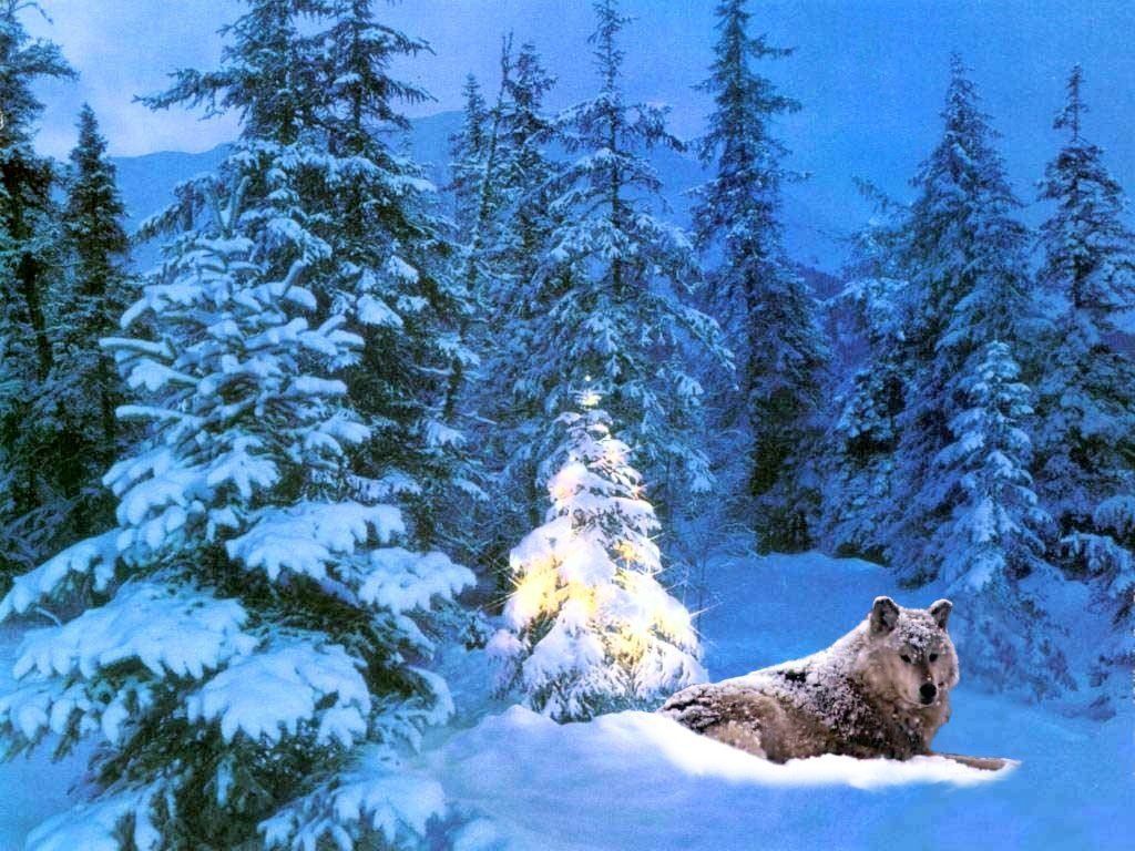 winter wolf. Christmas desktop wallpaper, Christmas wallpaper, Christmas live wallpaper
