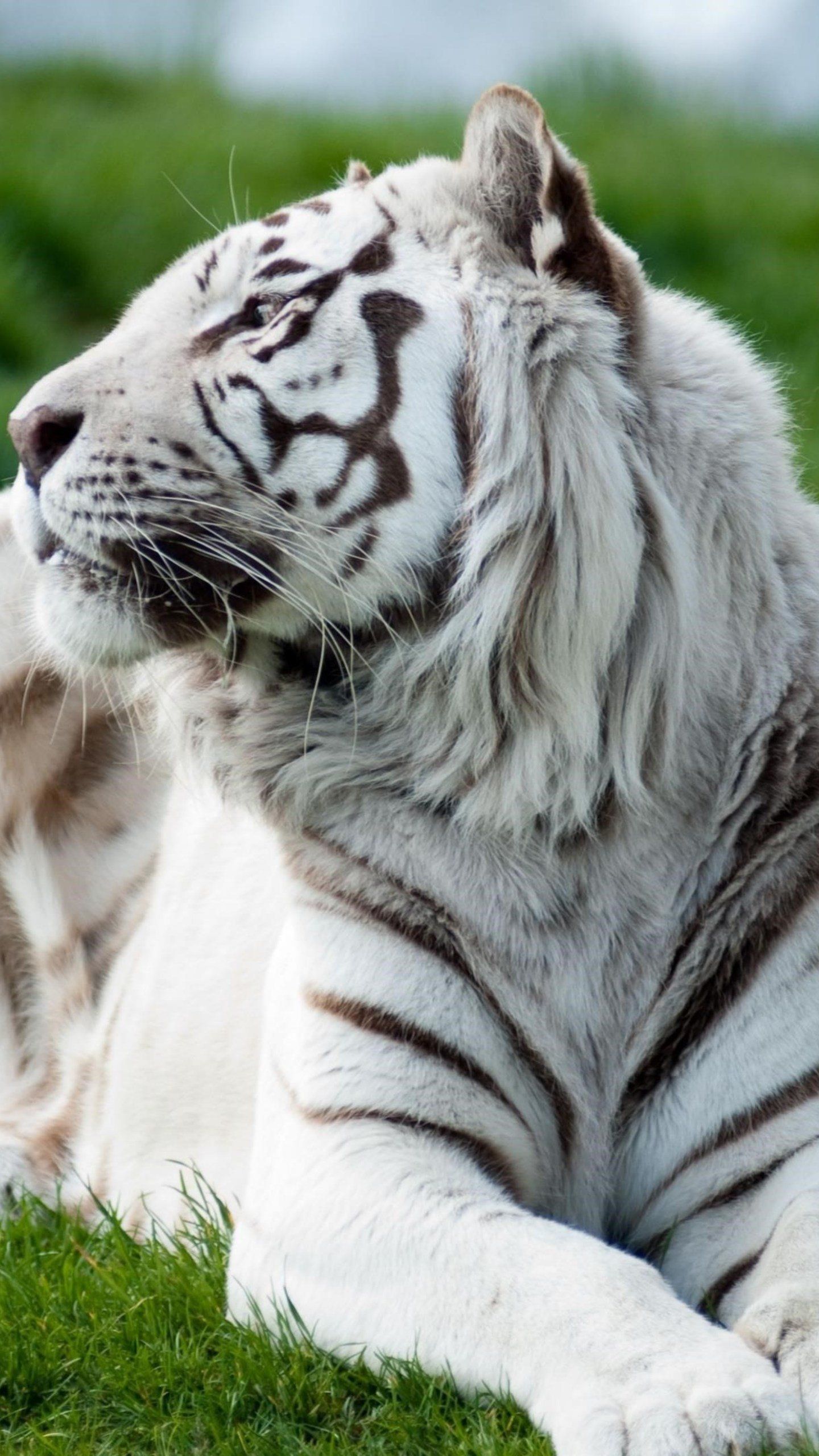 Tiger Albino 2, HD Animals Wallpaper Photo and Picture. Animal wallpaper, Albino, Animals