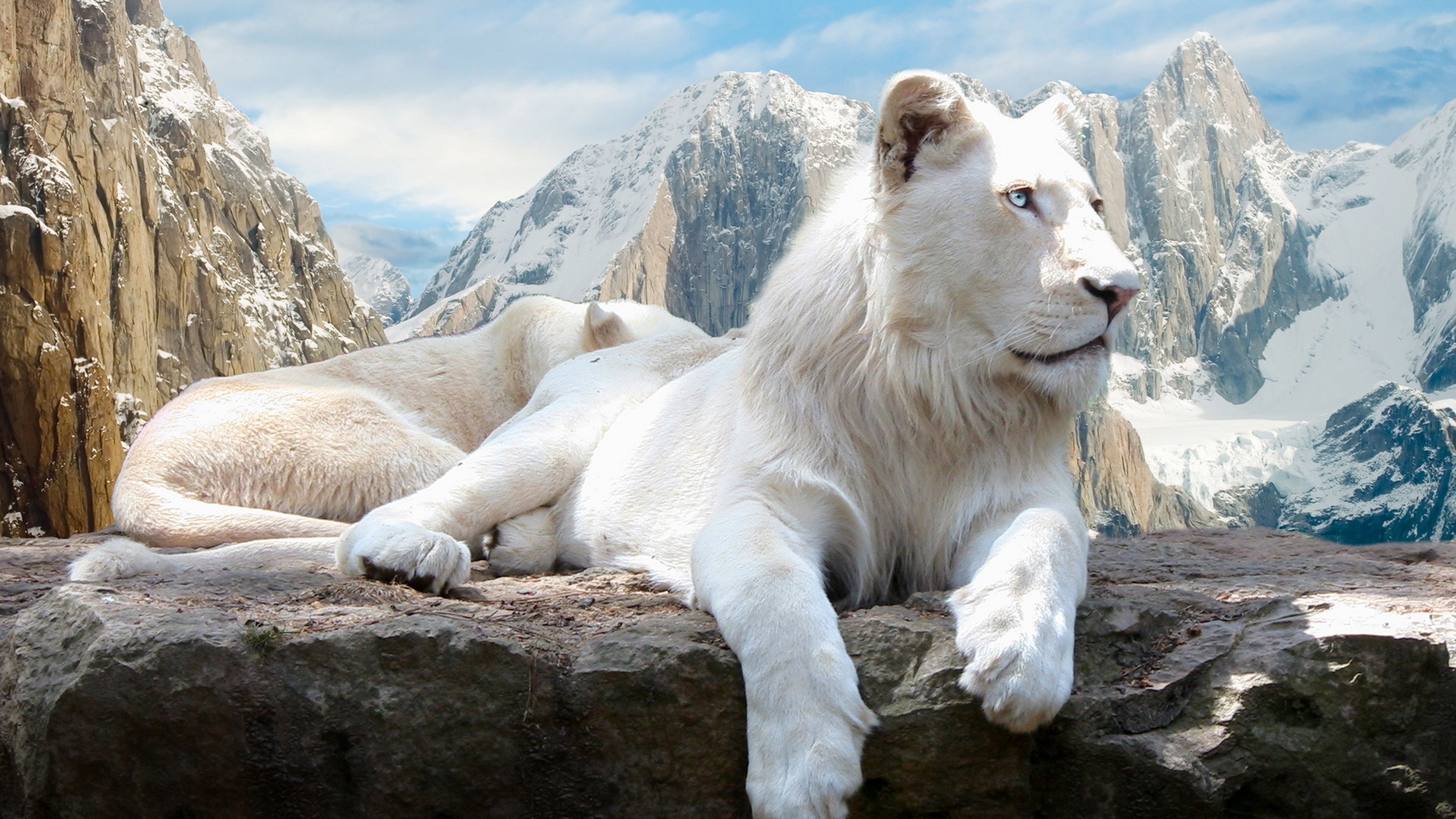 White Animals Wallpaper