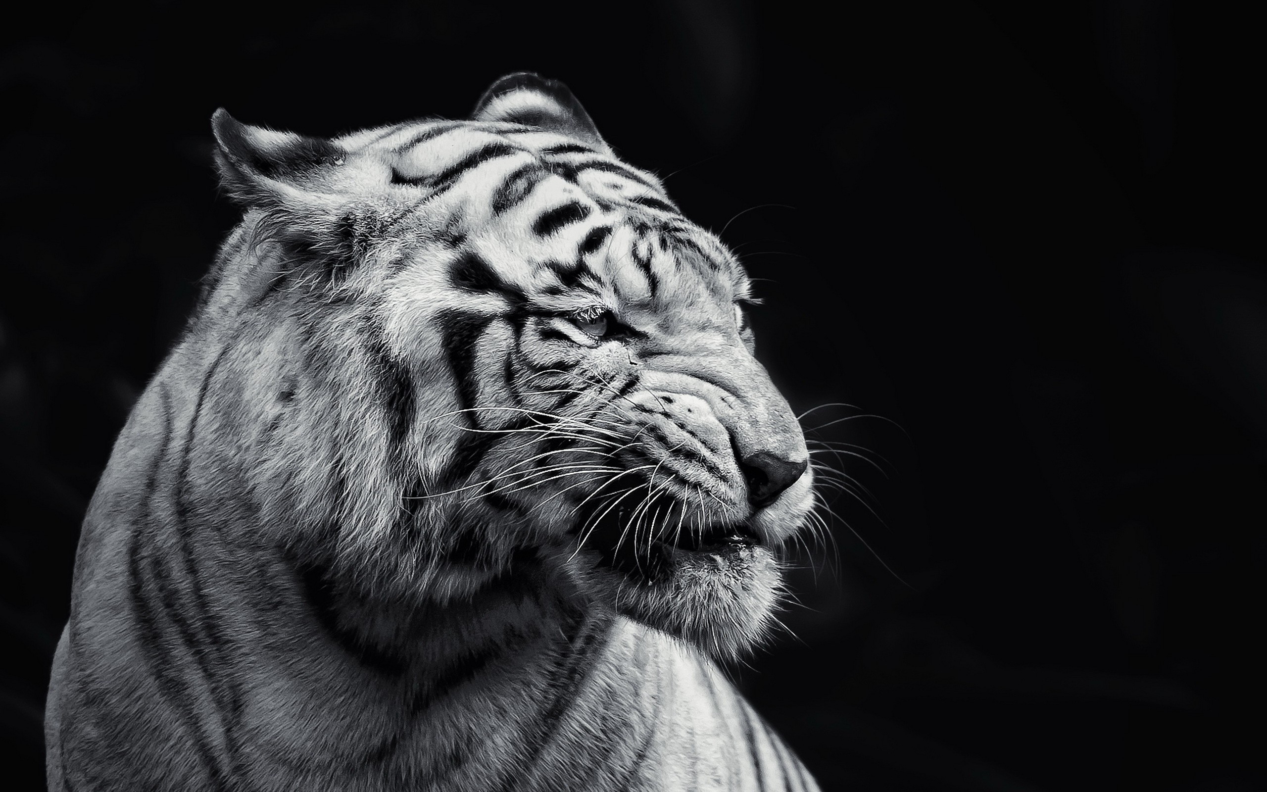 cat albino animals tiger wallpaper