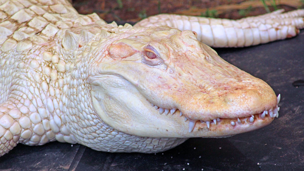 Albino animals: Photo of white alligators, deer, kangaroo, skunks, wallaby