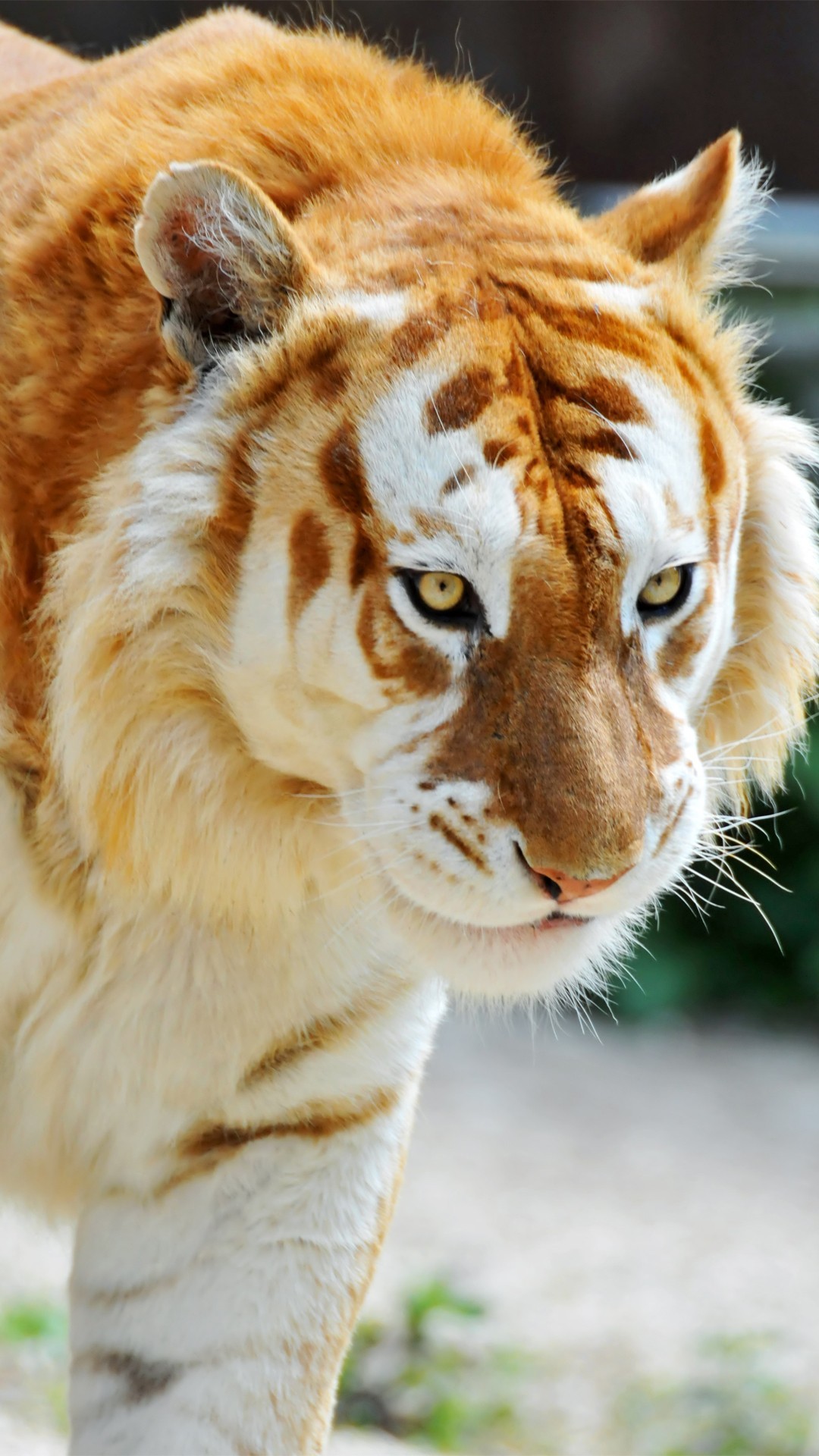 Animals Wallpaper albino tiger animal mobile wallpaper 1080x1920 4898 3672801730