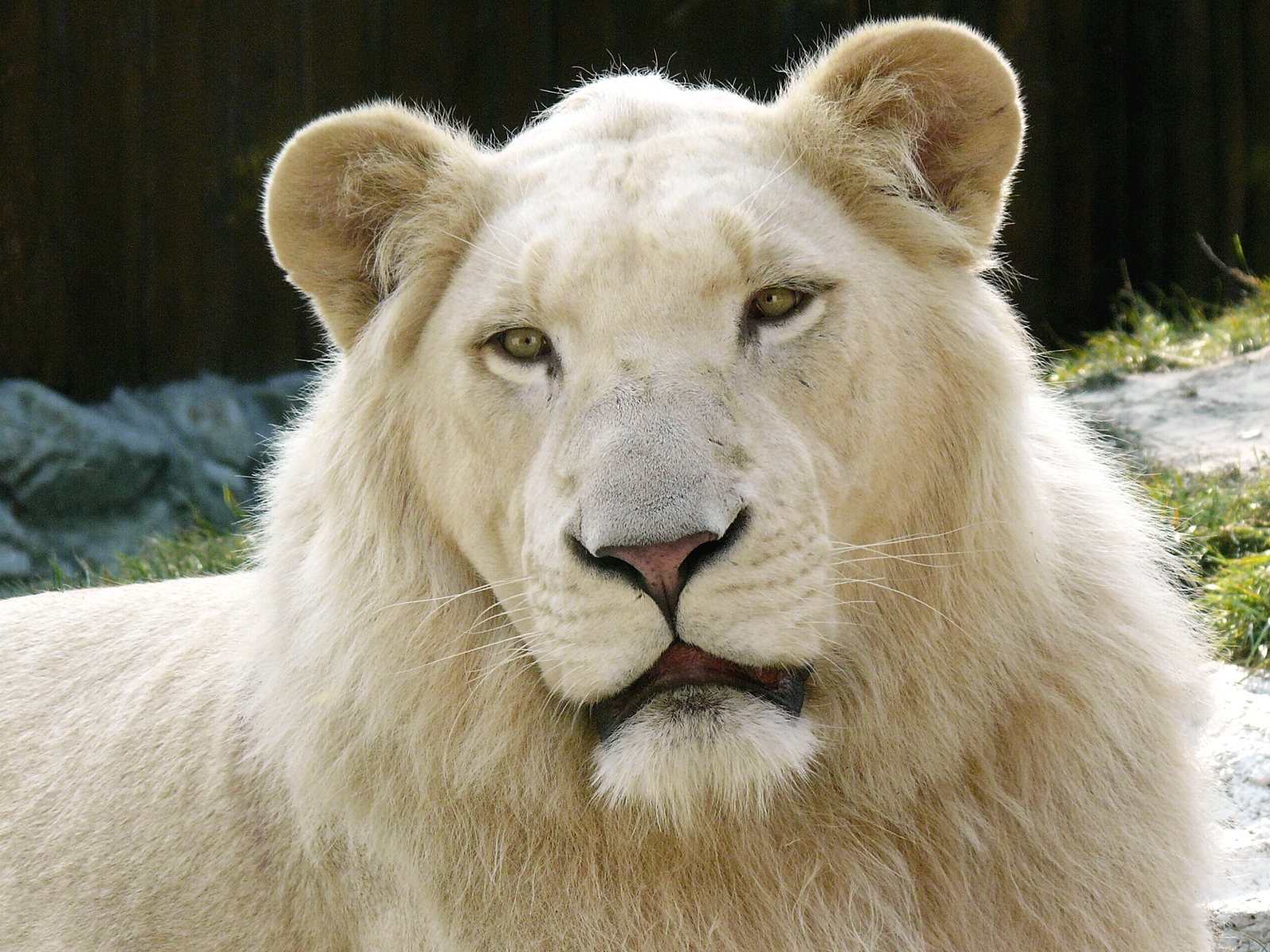 New on Weird & Wild: Unusually White Animals (Photos)