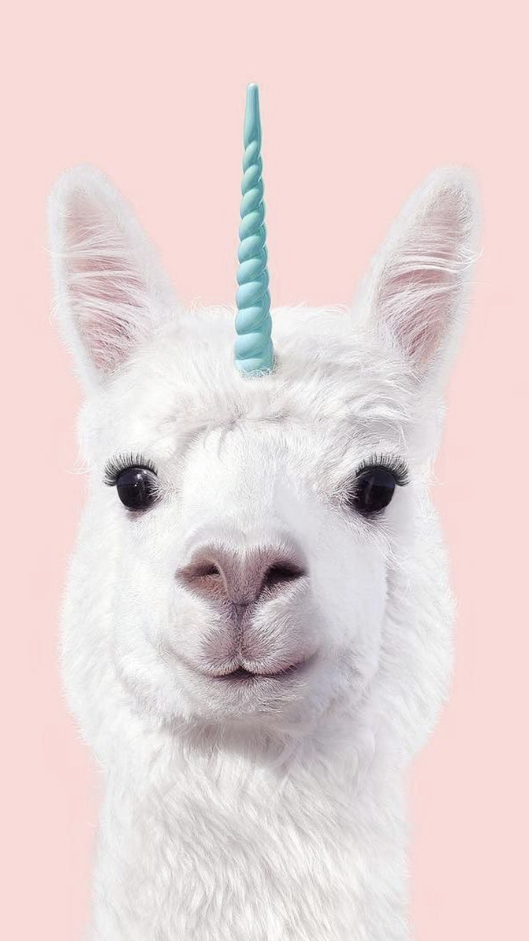 Обои. Animal wallpaper, Funny wallpaper, Cute animals