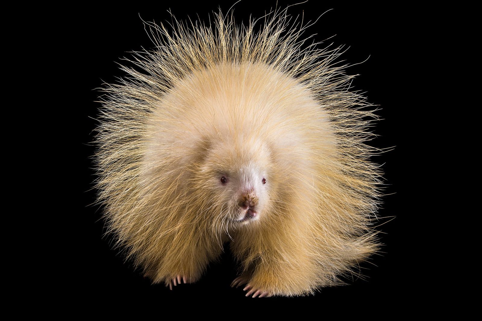 Albino animals, explained