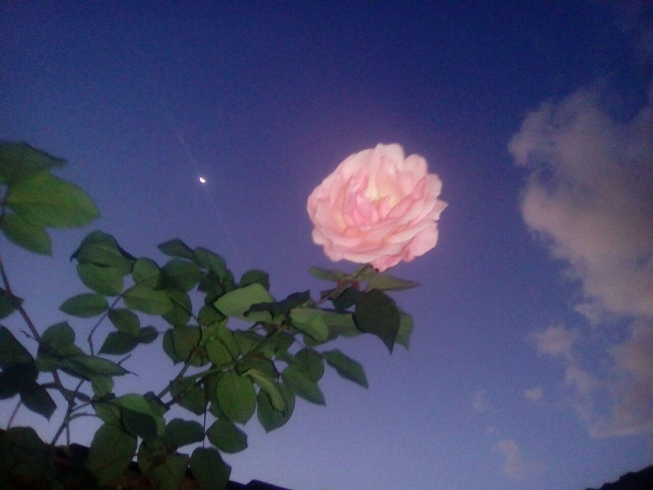 Сахар. Flower aesthetic, Aesthetic anime, Aesthetic wallpaper