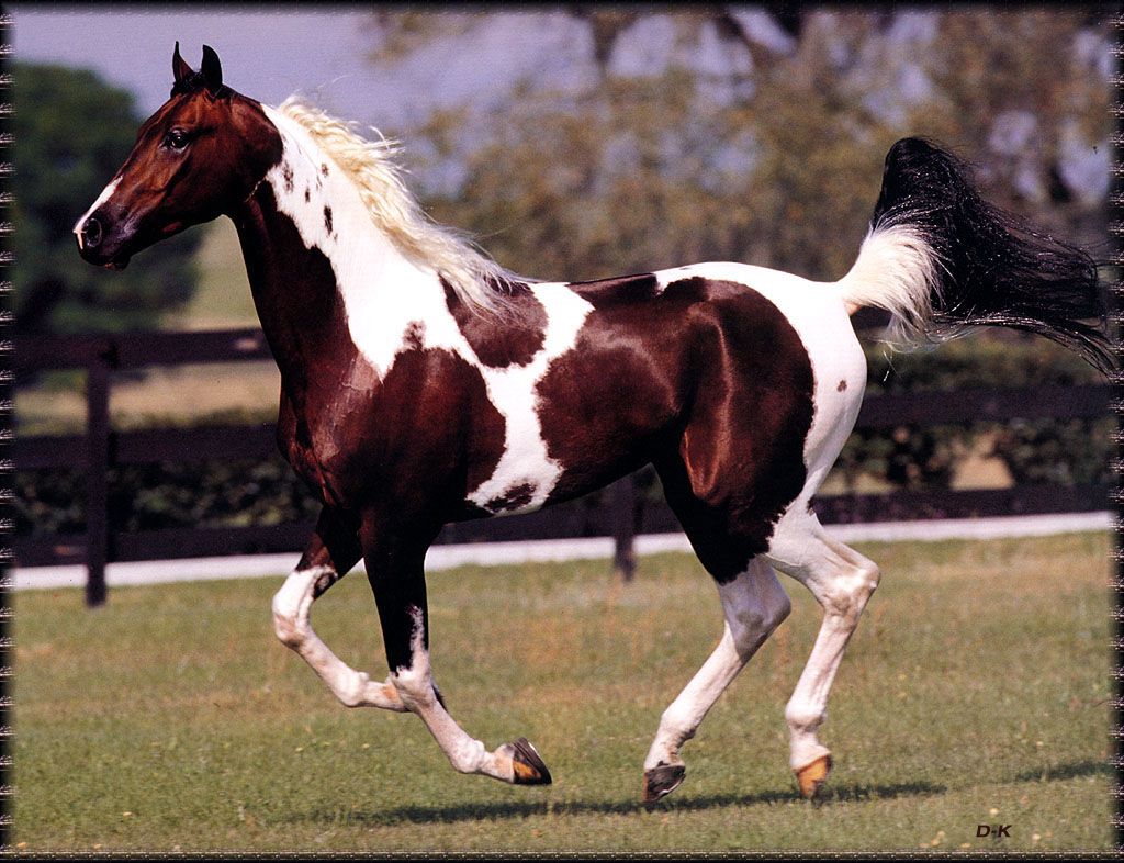 Лошадь породы Миссурийский фокстроттер