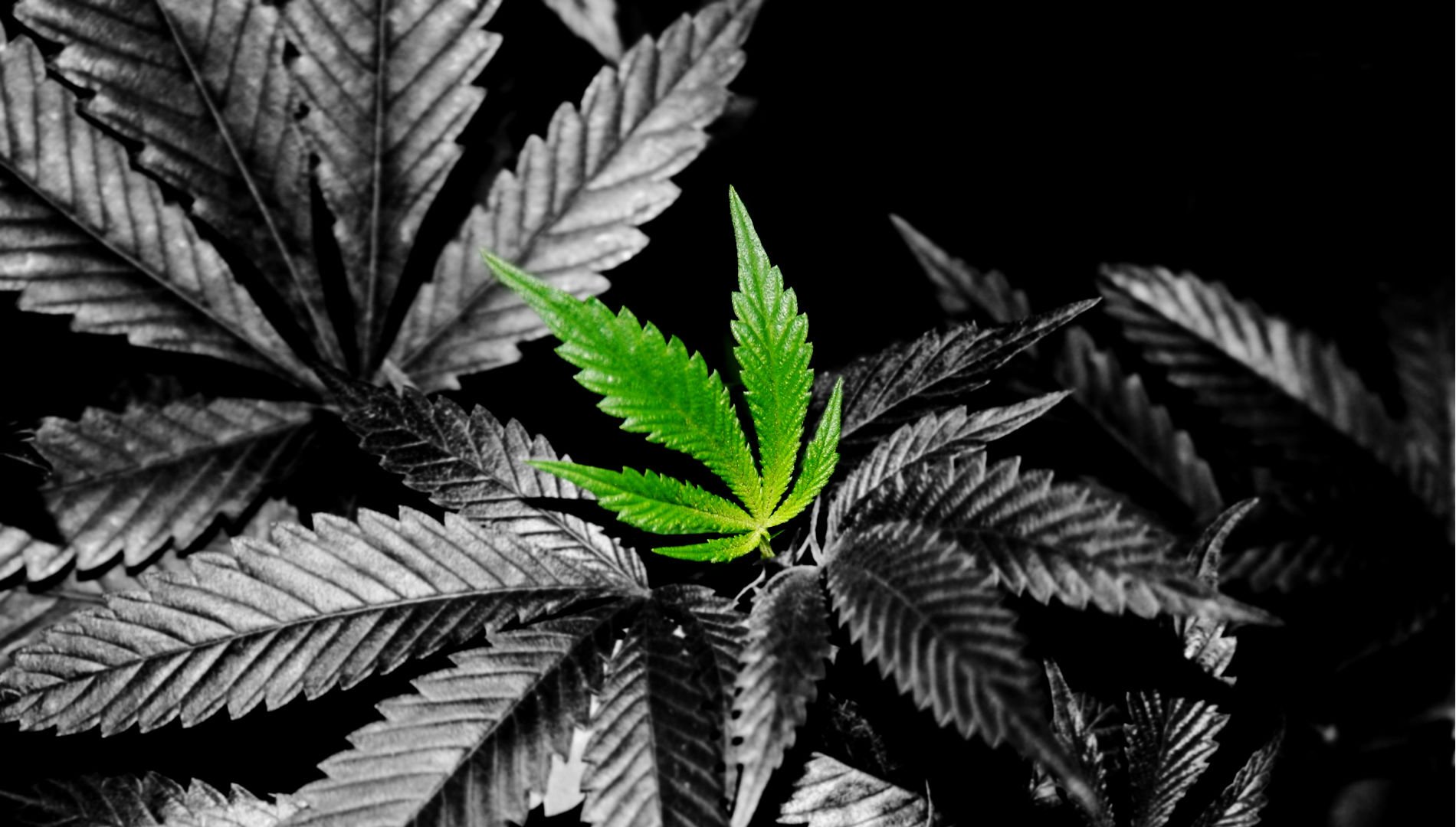 Marijuana Wallpaper HD