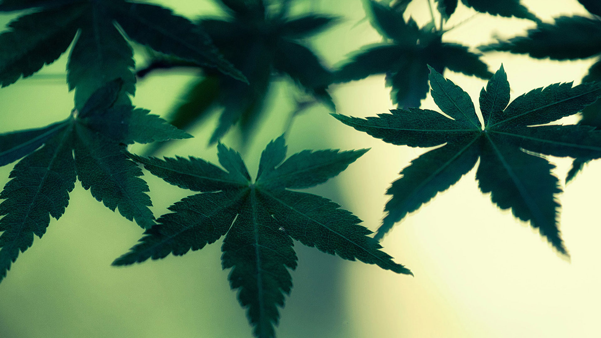 Weed Live Wallpaper Magnificent Weed Wallpaper Fondo De Pantalla