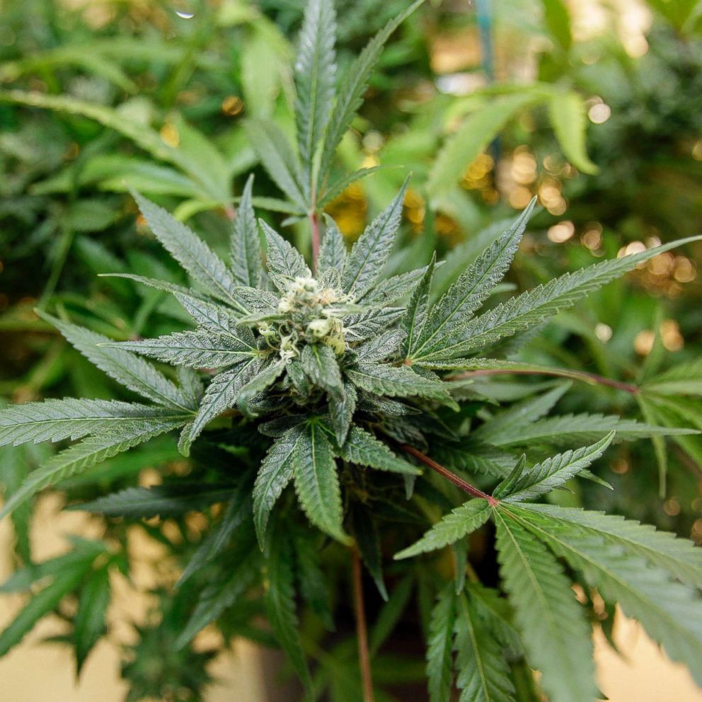 Clearing the air on the origins of 420, the unofficial national marijuana holiday