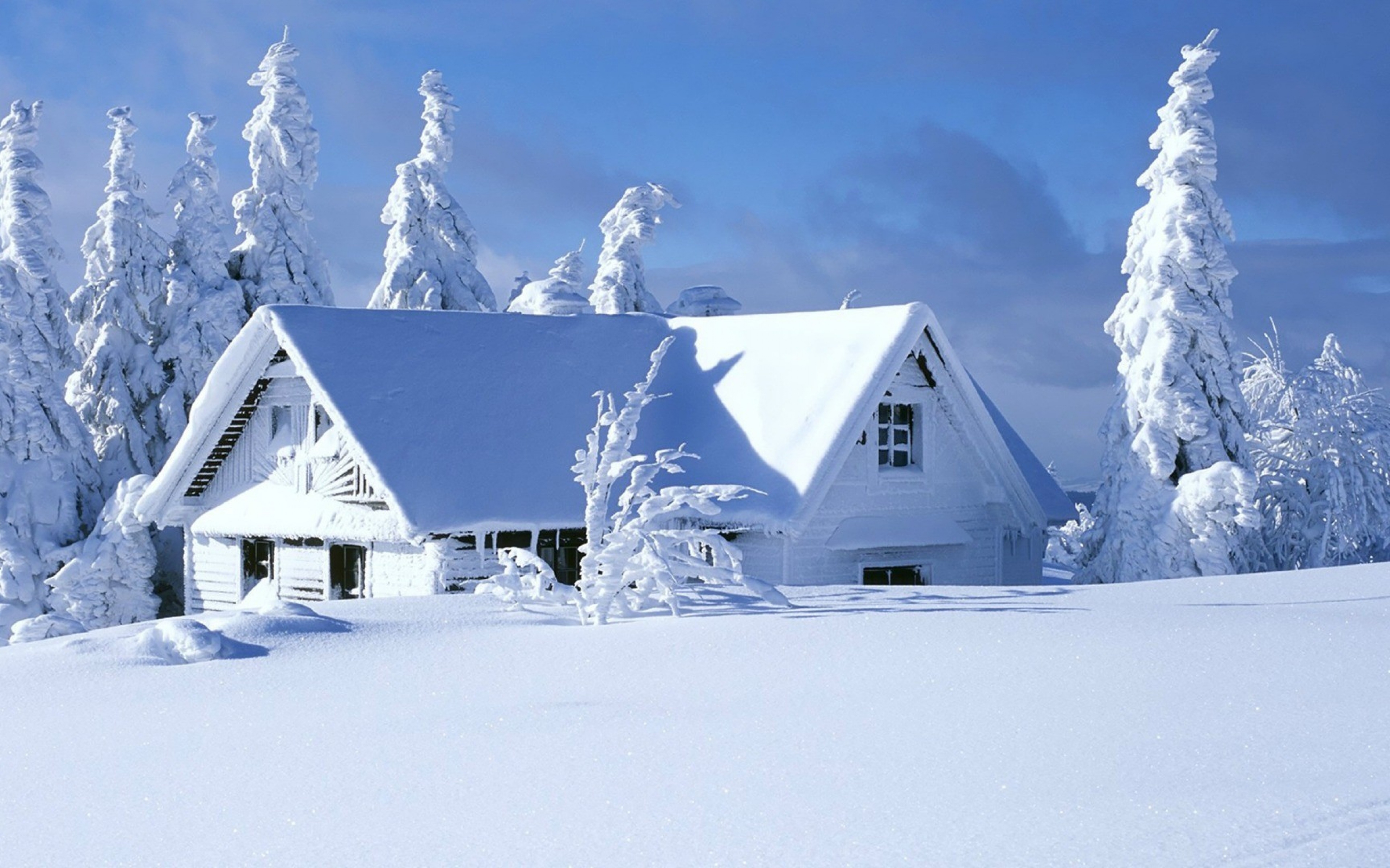 Wallpaper White and Gray House Near Snow Covered Trees, Background Free Image