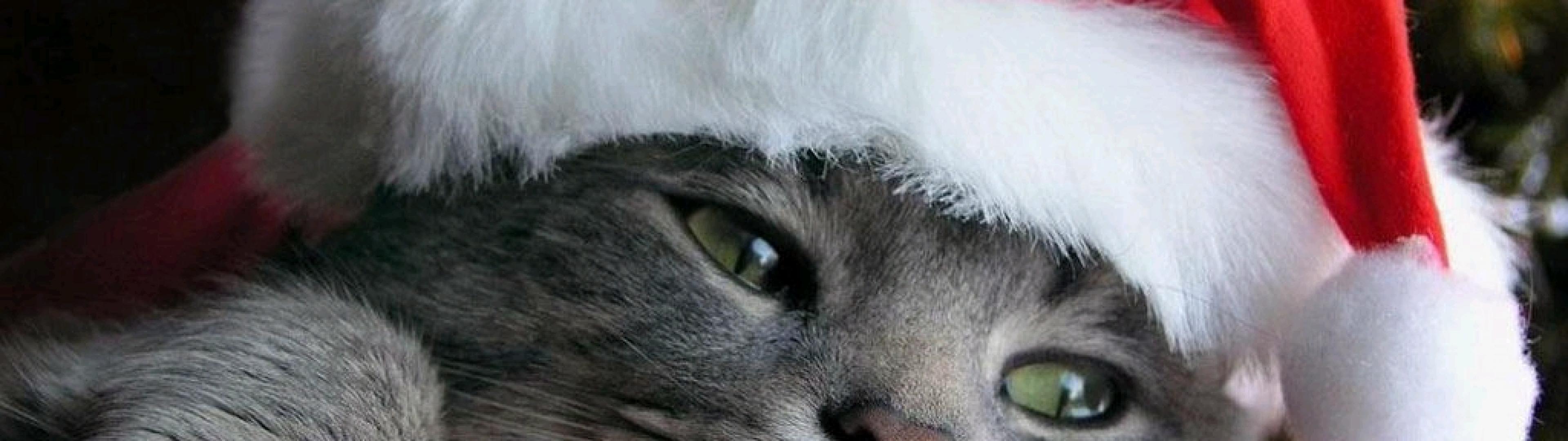 Free download christmas cat delivered HD Wallpaper Christmas New Year 332965 [3840x1080] for your Desktop, Mobile & Tablet. Explore 3840x1080 Christmas Wallpaper. High Definition Dual Screen Wallpaper, 3840 X 1024 Wallpaper, 3840X1200 Wallpaper