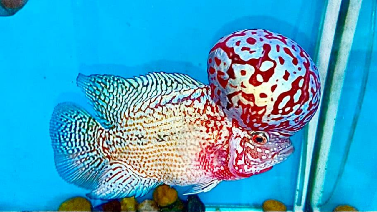 Flowerhorn Images  Browse 979 Stock Photos Vectors and Video  Adobe  Stock