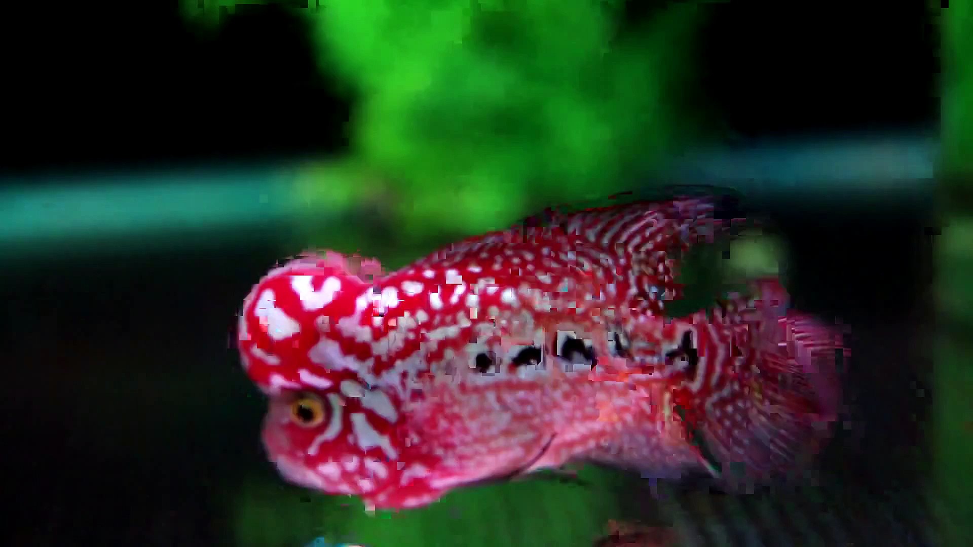 King kamfa flowerhorn
