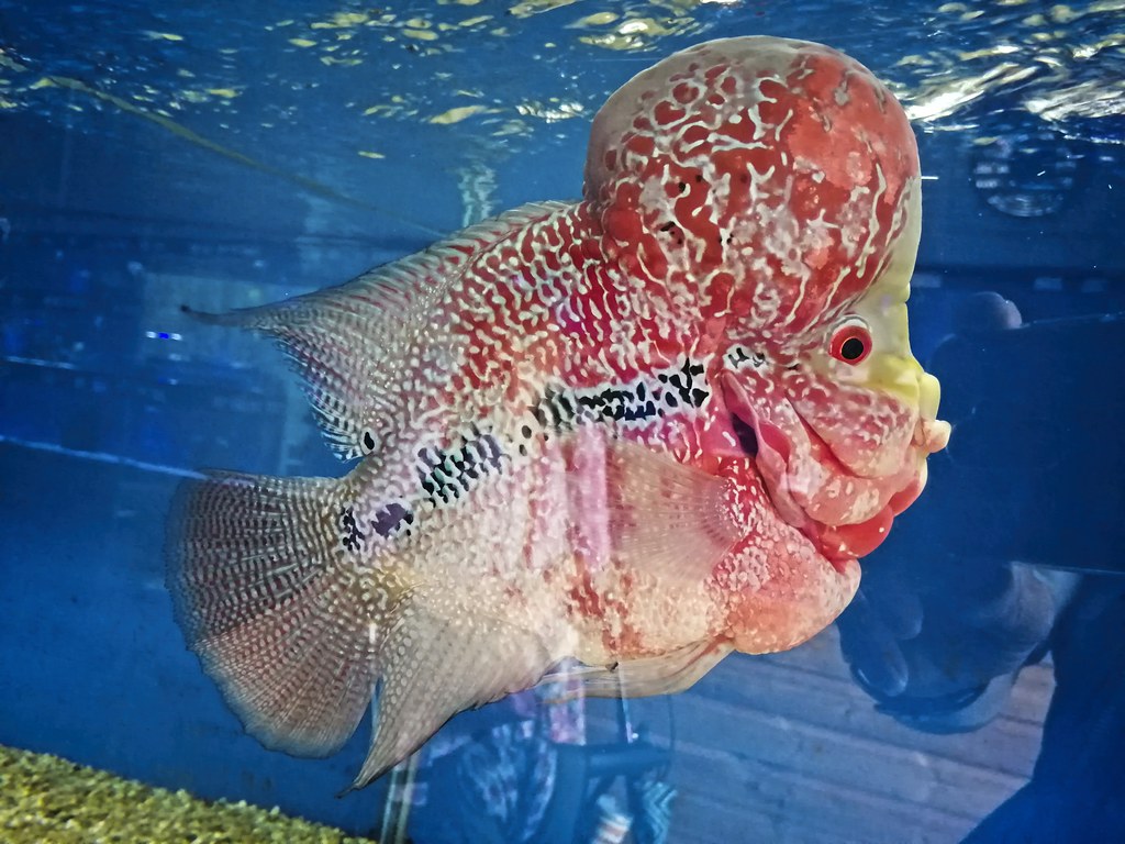 Flowerhorn. A Flowerhorn cichlid. I couldn't scale it up an