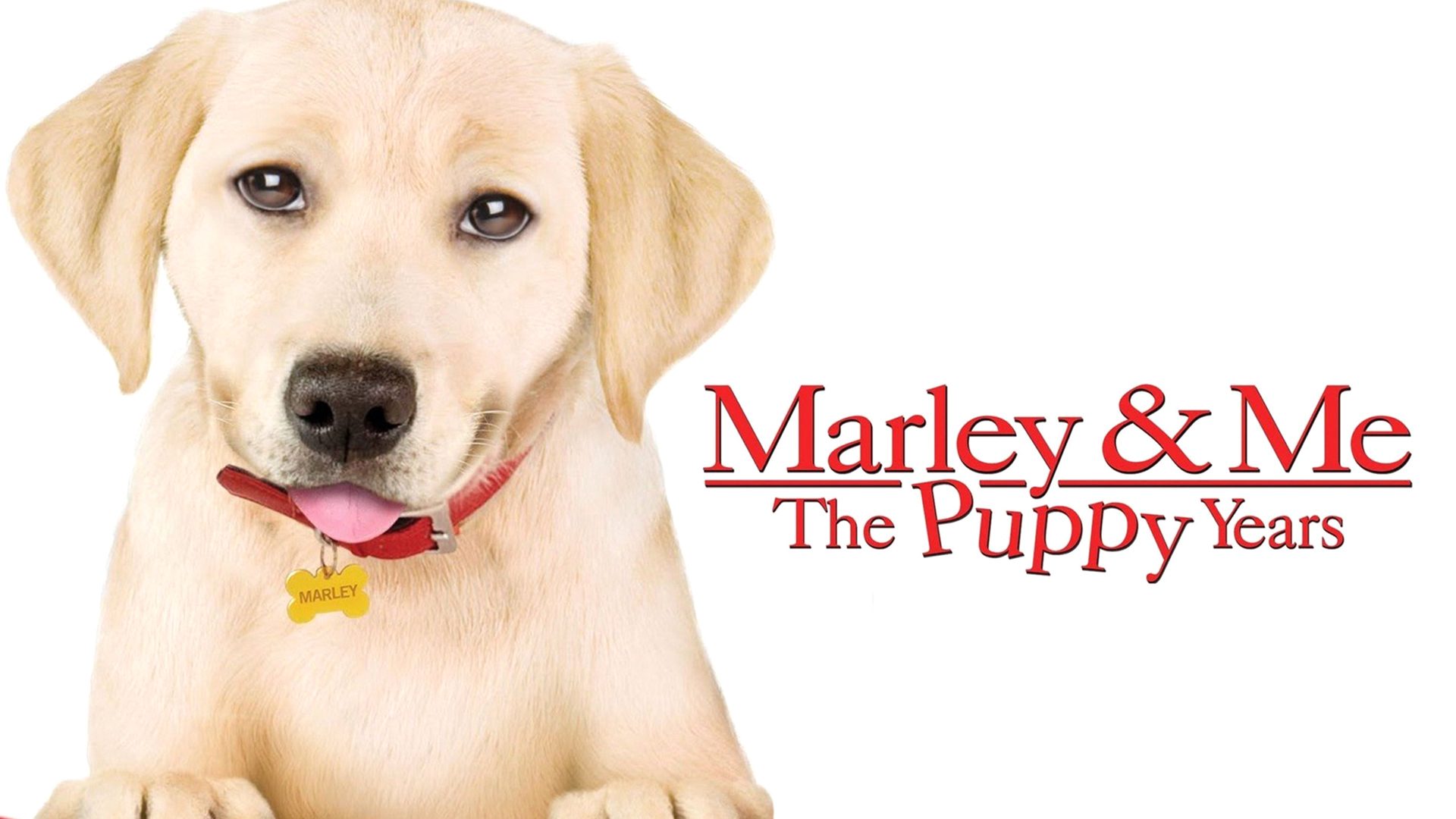 Marley And Me Wallpapers - Wallpaper Cave