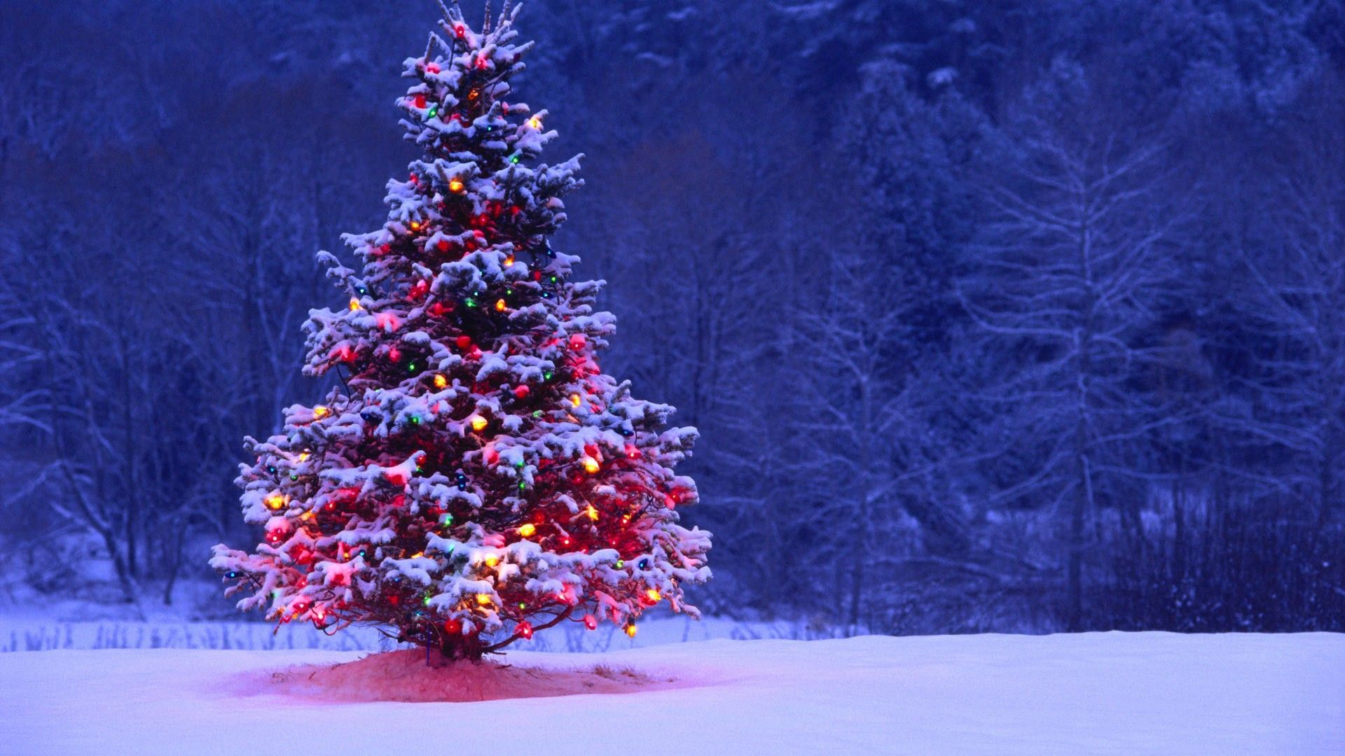 Christmas Tree Background, Colorful Lights On Tree