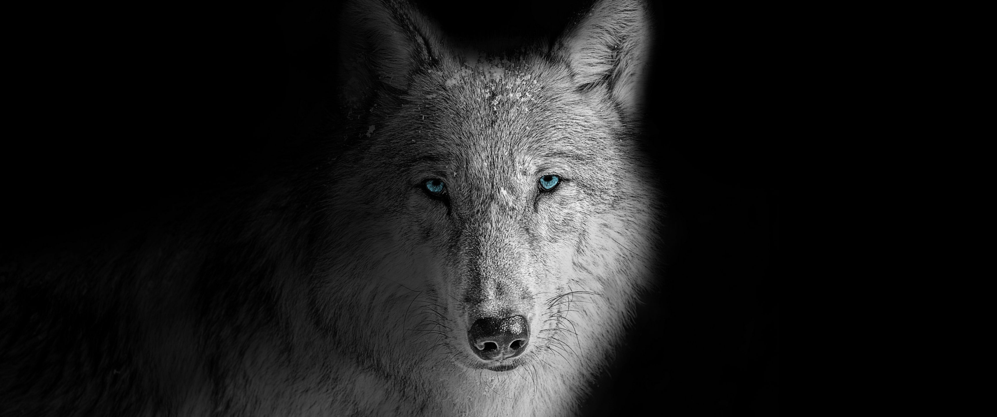Wolf Wallpaper 4K, Beast, Wild, White wolf, Black background, Animals
