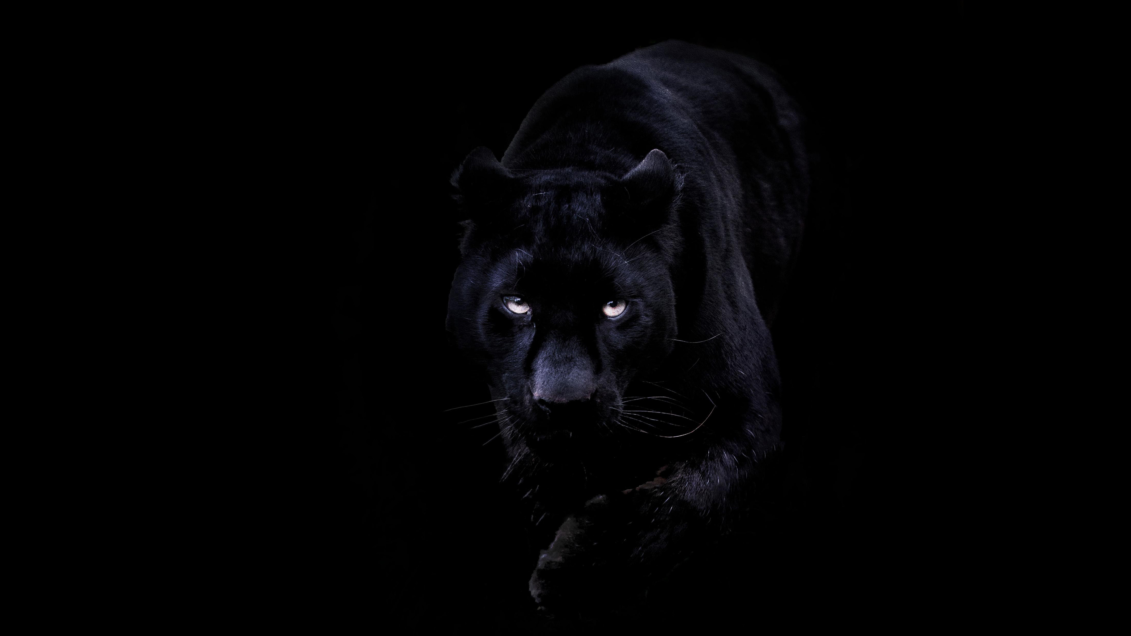 wallpaper for desktop, laptop. animal dark black pahter art illustration