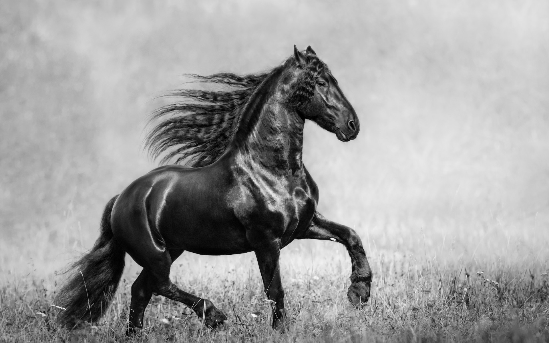 Horse Black And White 1080P Resolution HD 4k Wallpaper, Image, Background, Photo and Picture