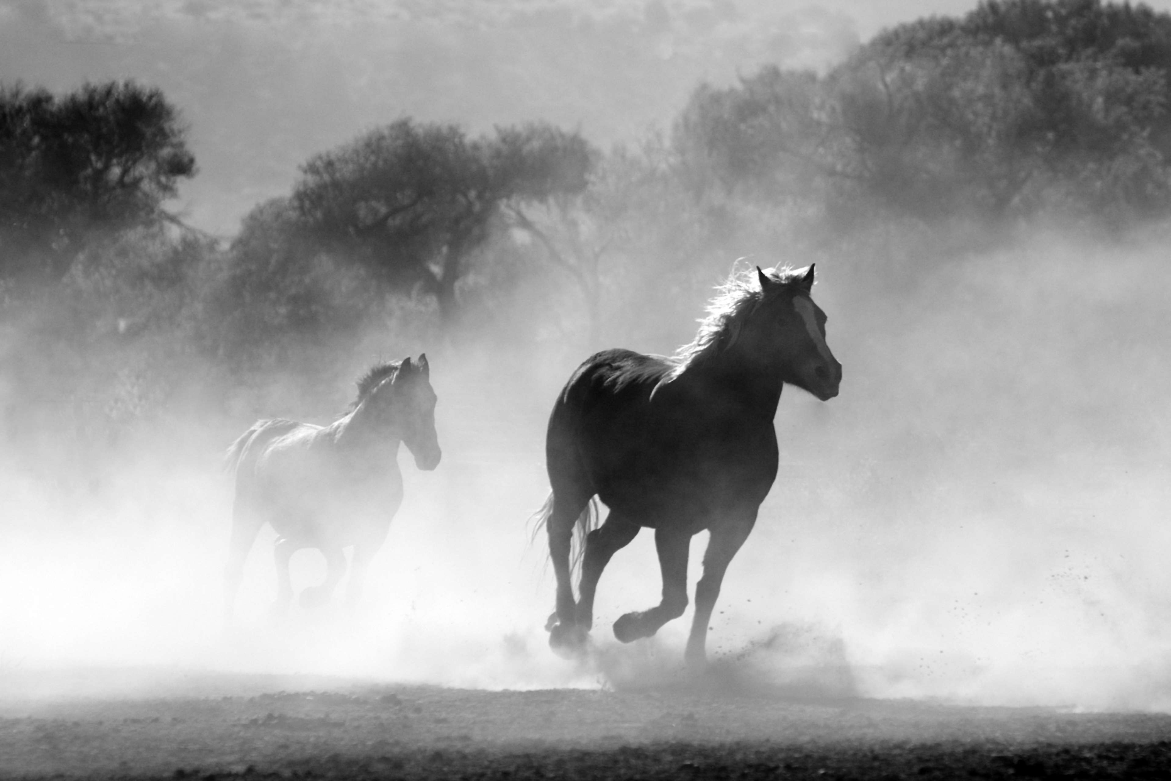 animals, black and white, equine, freedom, gallop, gray, horses, motion, nature, speed, sprint, wild 4k wallpaper