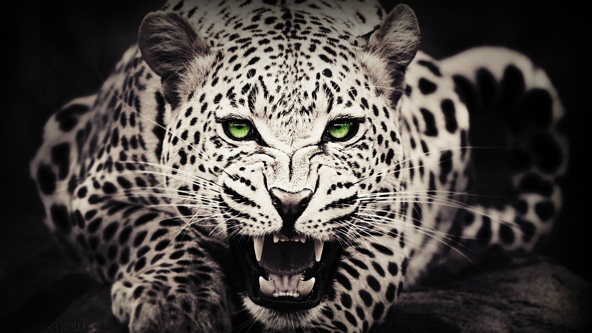 Wallpaper, animals, green eyes, wildlife, big cats, whiskers, leopard, Jaguar, fauna, 1920x1080 px, black and white, monochrome photography, vertebrate, close up, cat like mammal 1920x1080