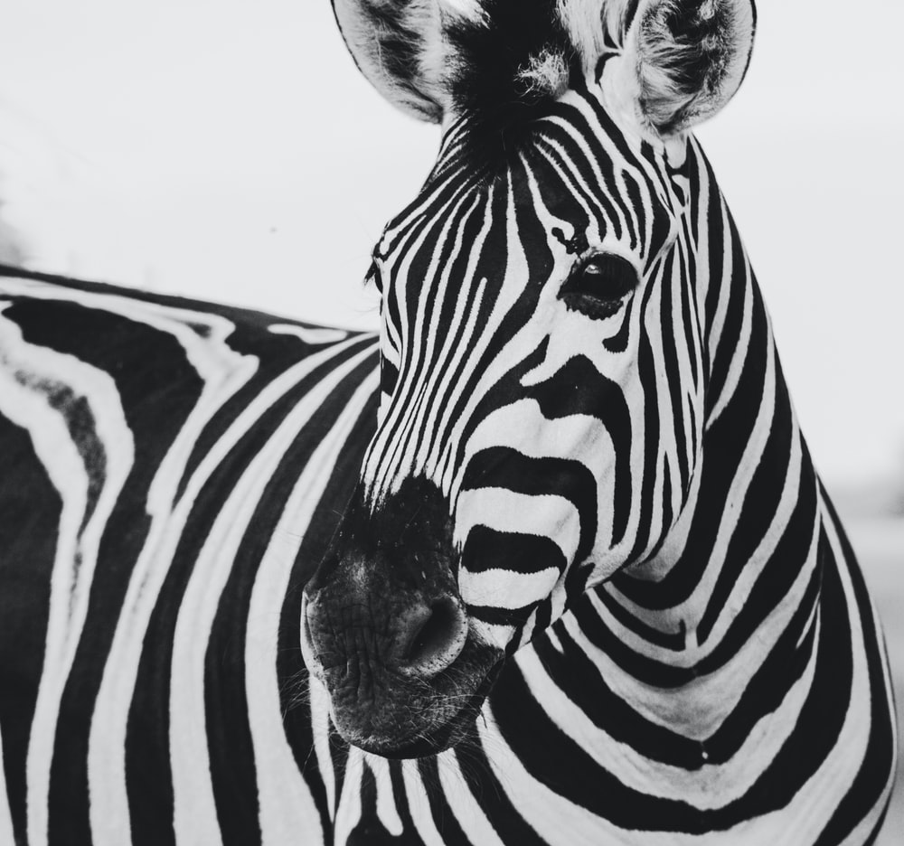 Black And White Animal Picture. Download Free Image