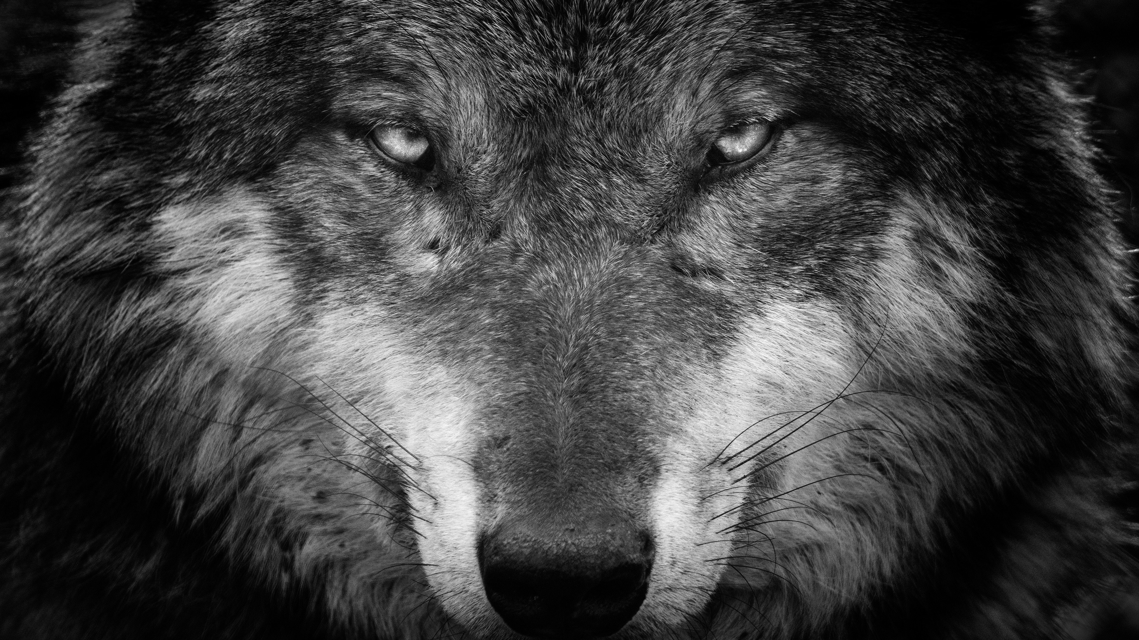 Animal Wolf Black and White Closeup Photo 5 4K HD Animals Wallpaper