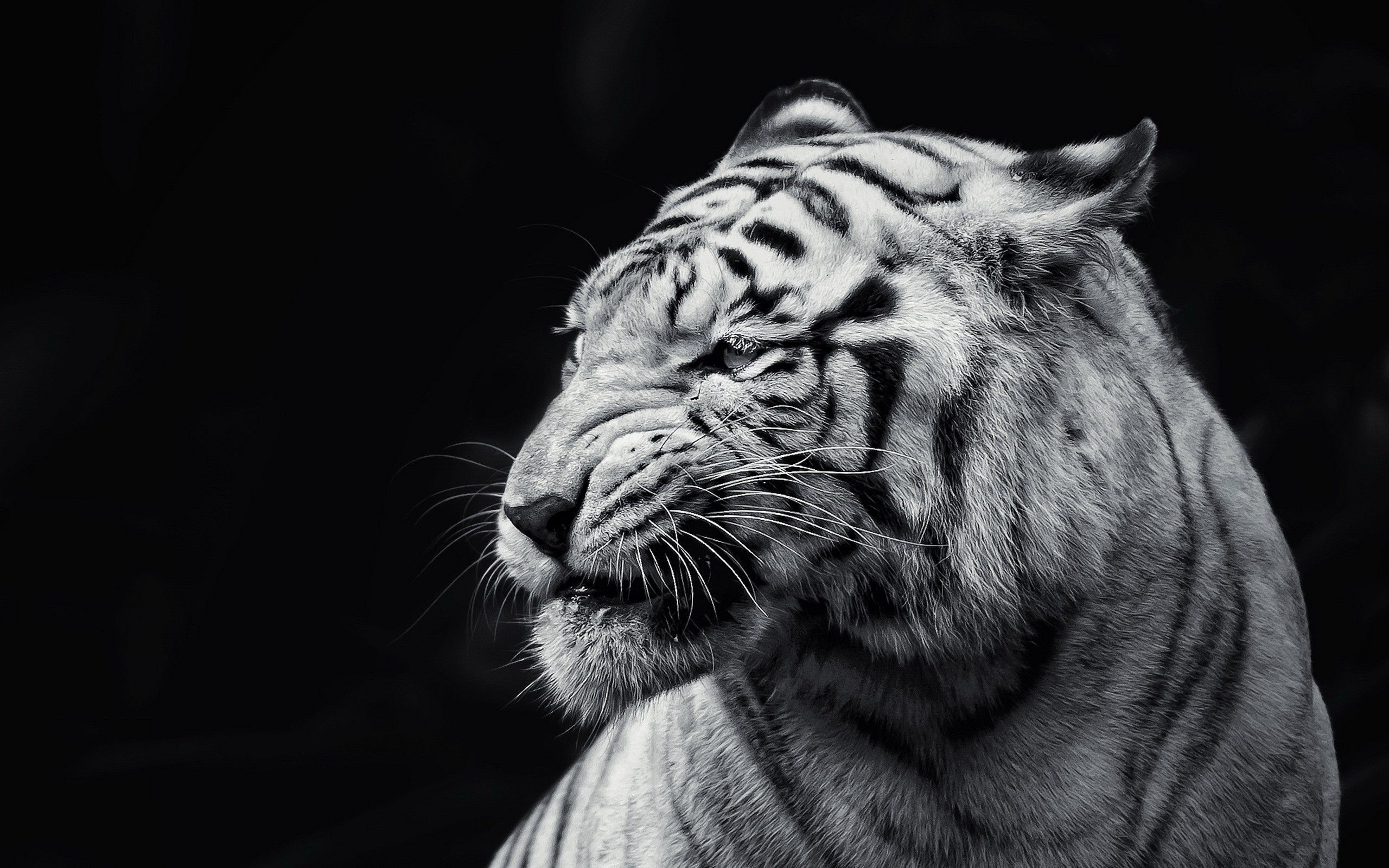 Black and White Tiger Wallpaper Free Black and White Tiger Background
