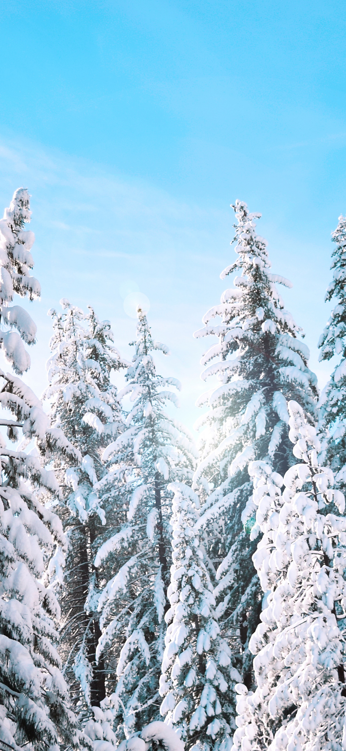 Download wallpaper 1125x2436 yosemite, national park, frozen trees, snow, winter, iphone x, 1125x2436 HD background, 529