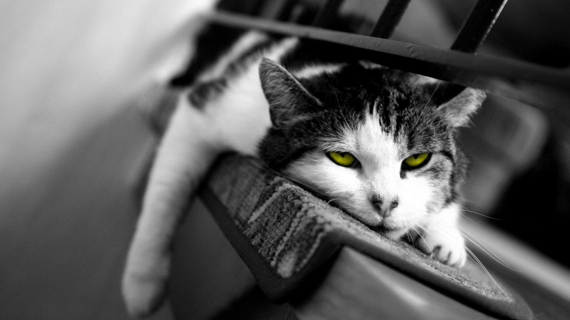 Wallpaper, animals, selective coloring, nose, whiskers, skin, eye, kitten, darkness, black and white, monochrome photography, close up, cat like mammal, small to medium sized cats 1920x1080