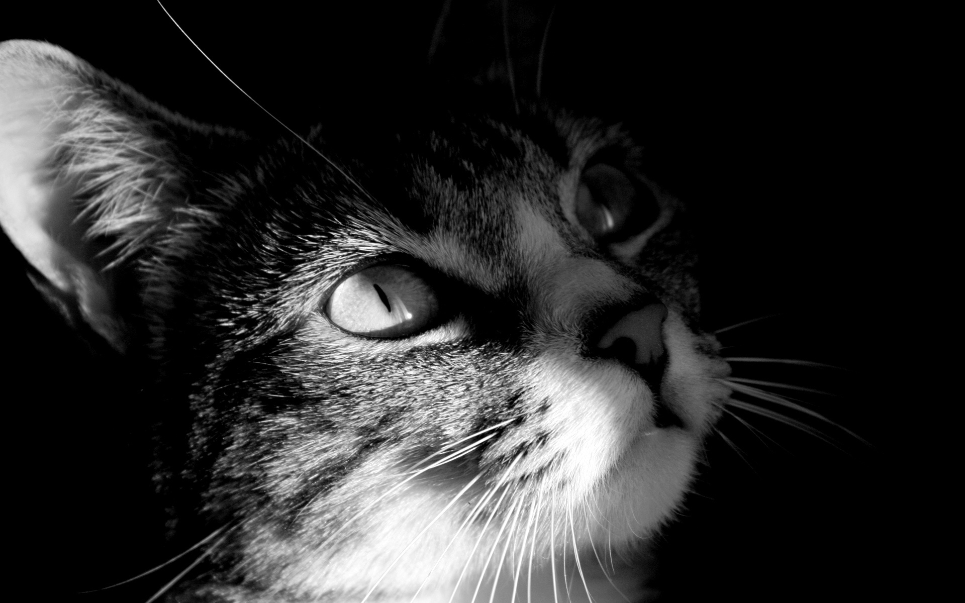 Cat Black And White 12777 HD wallpaper