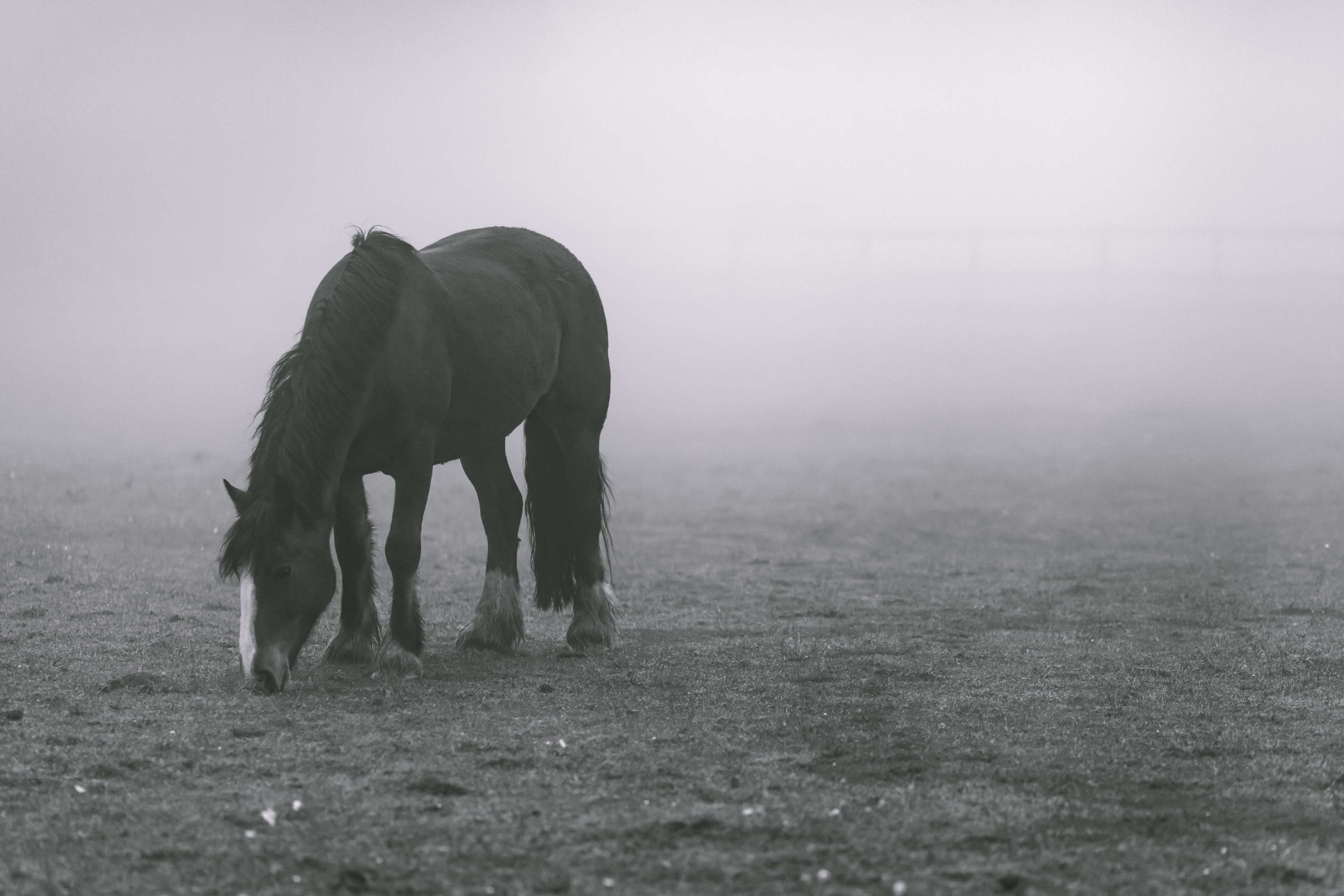 animal, animal photography, black and white, field, fog, horse 4k wallpaper