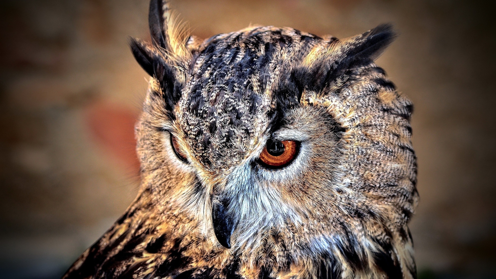 Download 1920x1080 HD Wallpaper owl mighty predator bird head, Desktop Background HD
