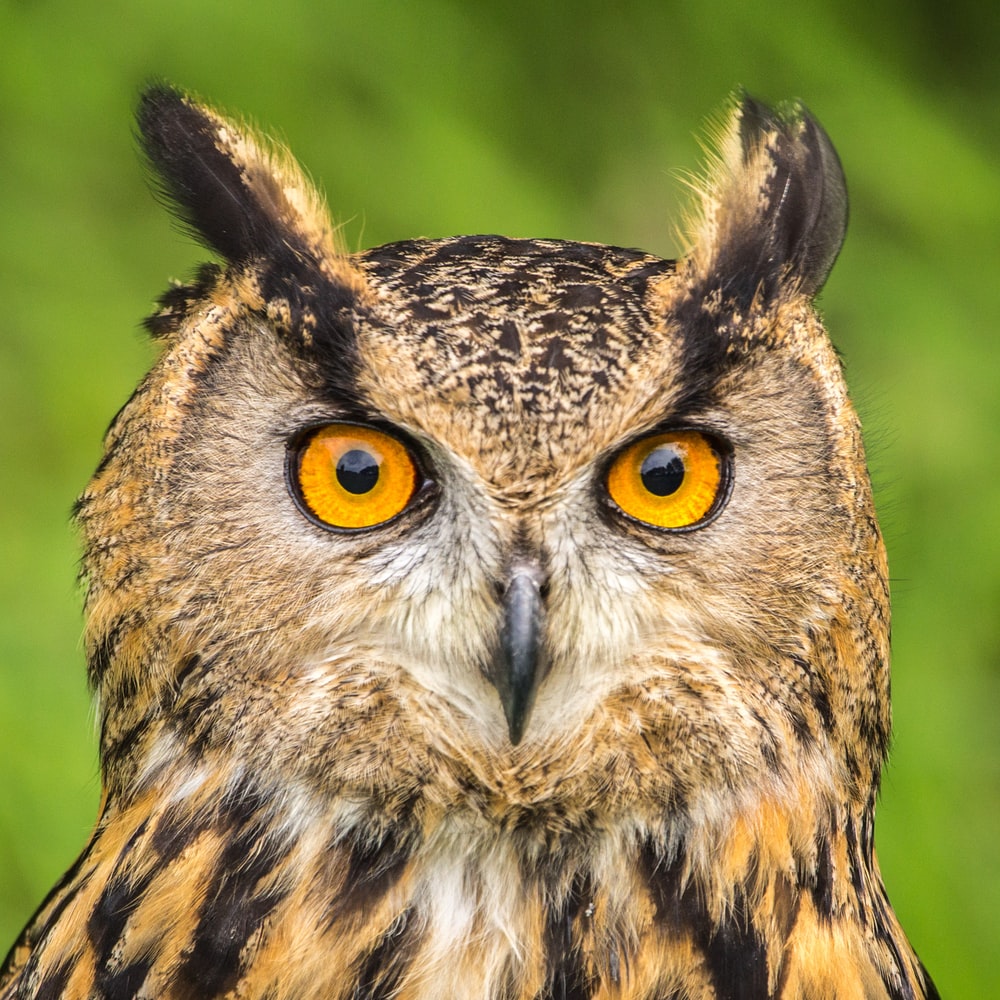Owl Wallpaper: Free HD Download [HQ]