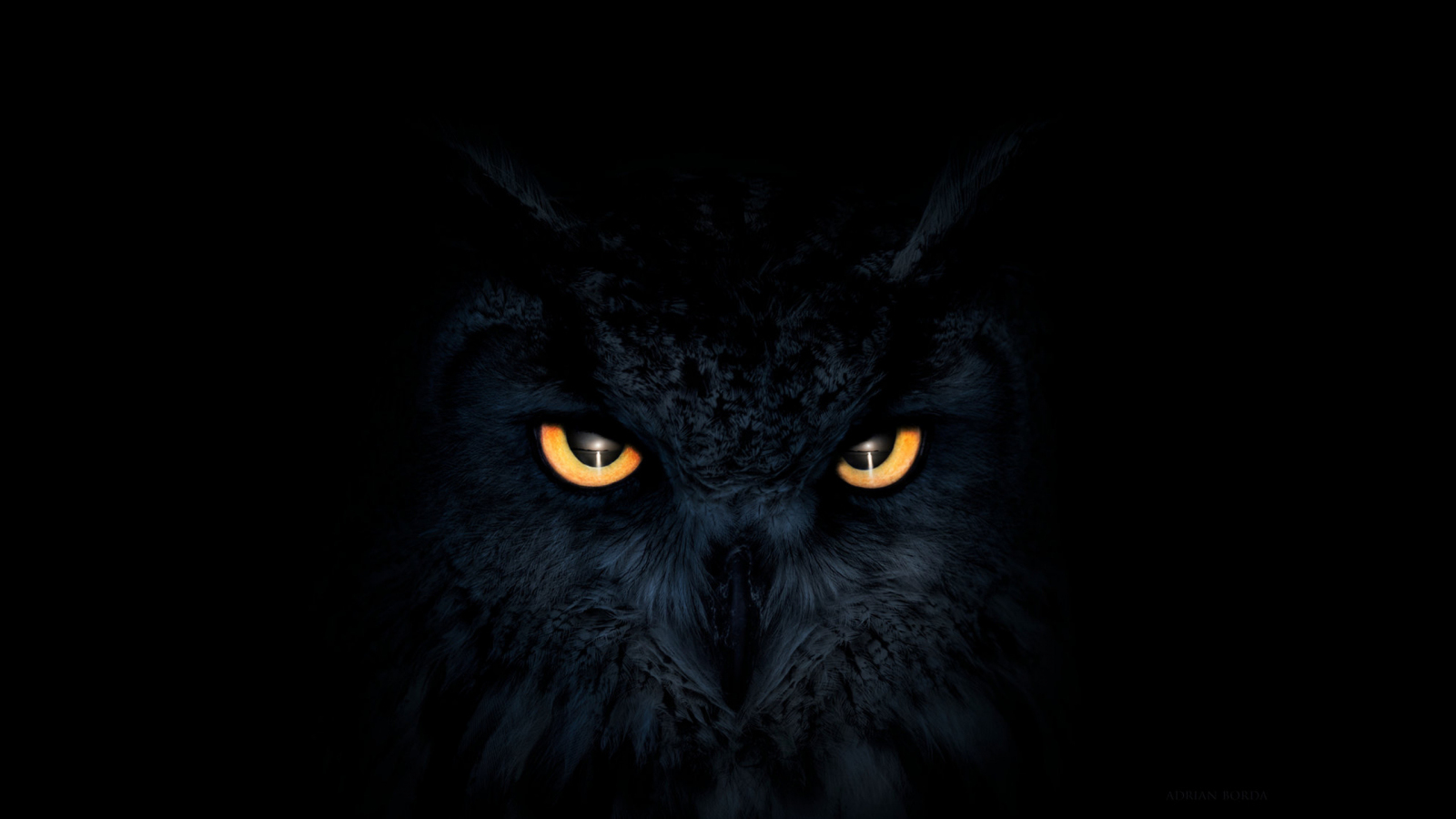 Download 1600x900 wallpaper owl, dark, glowing eyes, muzzle, widescreen 16: widescreen, 1600x900 HD image, background, 10249