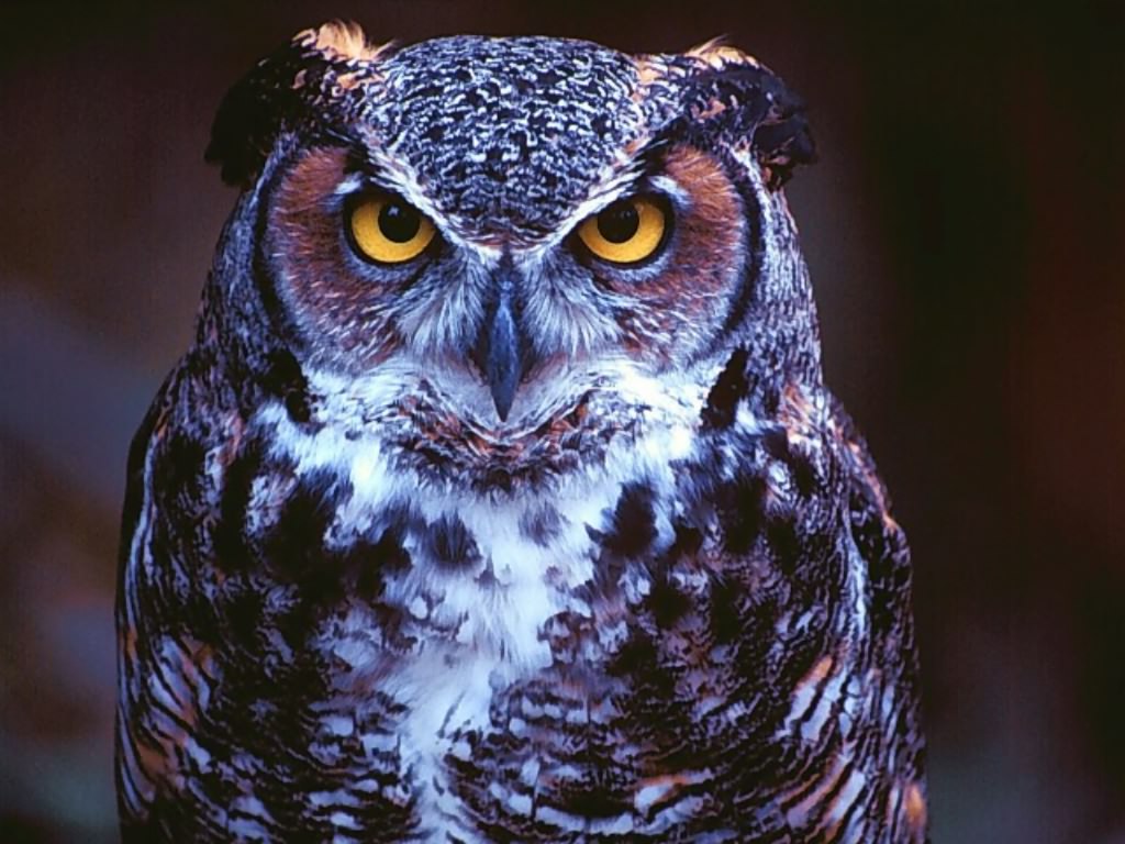 Free download Beautiful Wallpaper Owl Wallpaper [1024x768] for your Desktop, Mobile & Tablet. Explore Owl Background Wallpaper. Owl Wallpaper Downloads