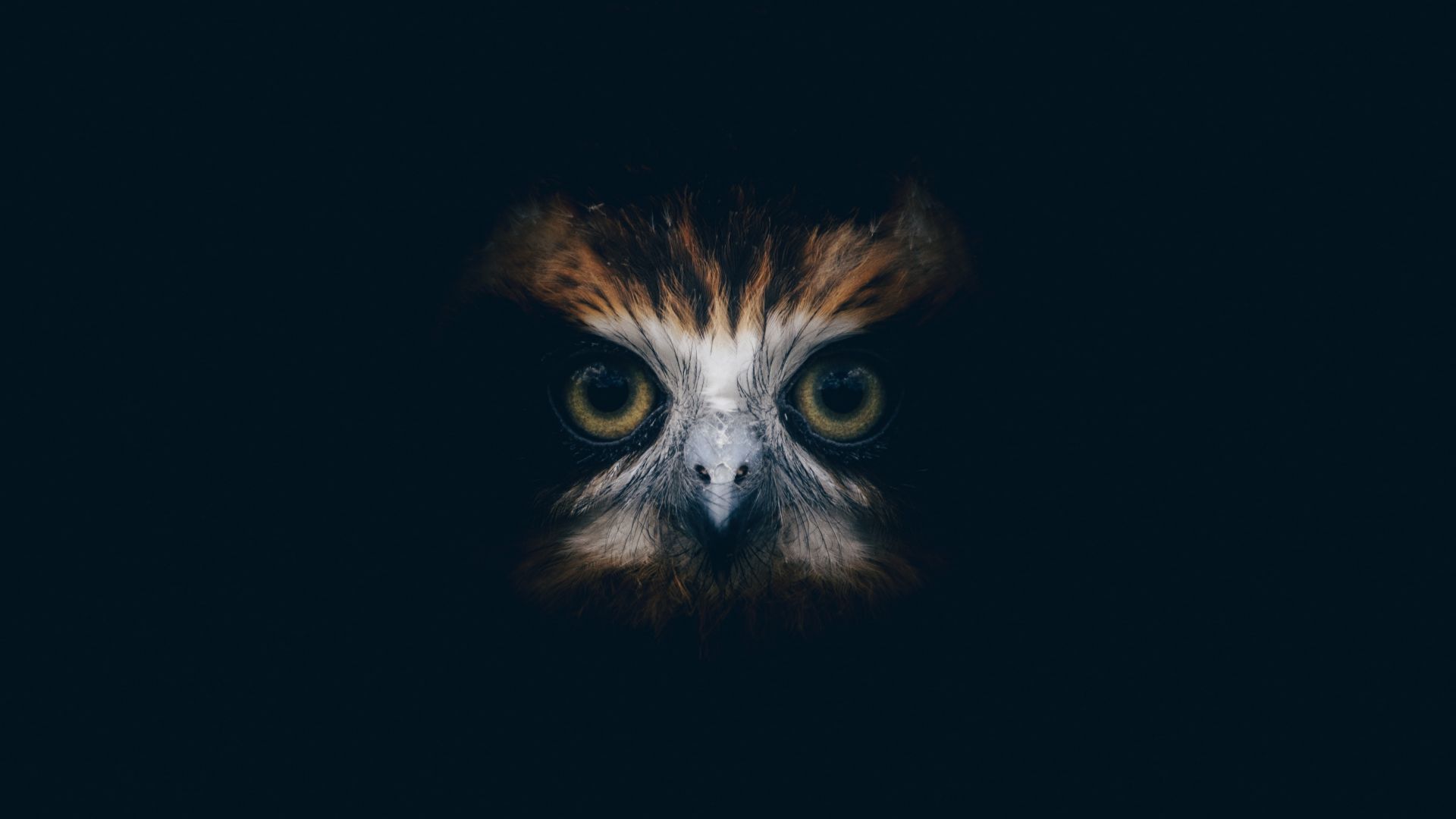 Desktop wallpaper muzzle, owl, HD image, picture, background, 47c7be