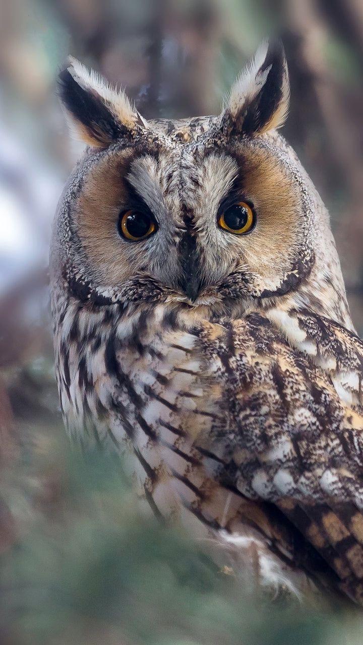 Owl HD Wallpaper for Android