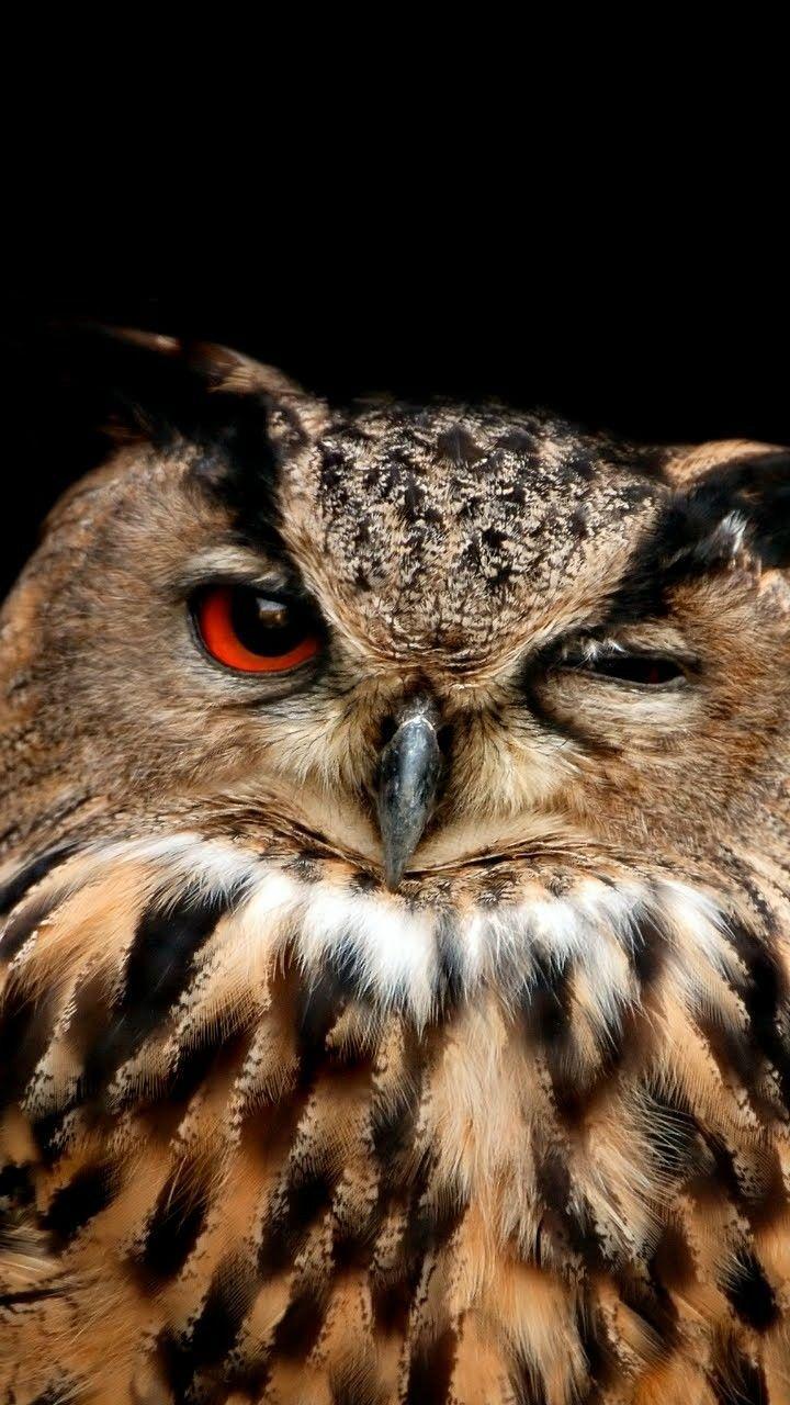 Owl HD Wallpaper for Android