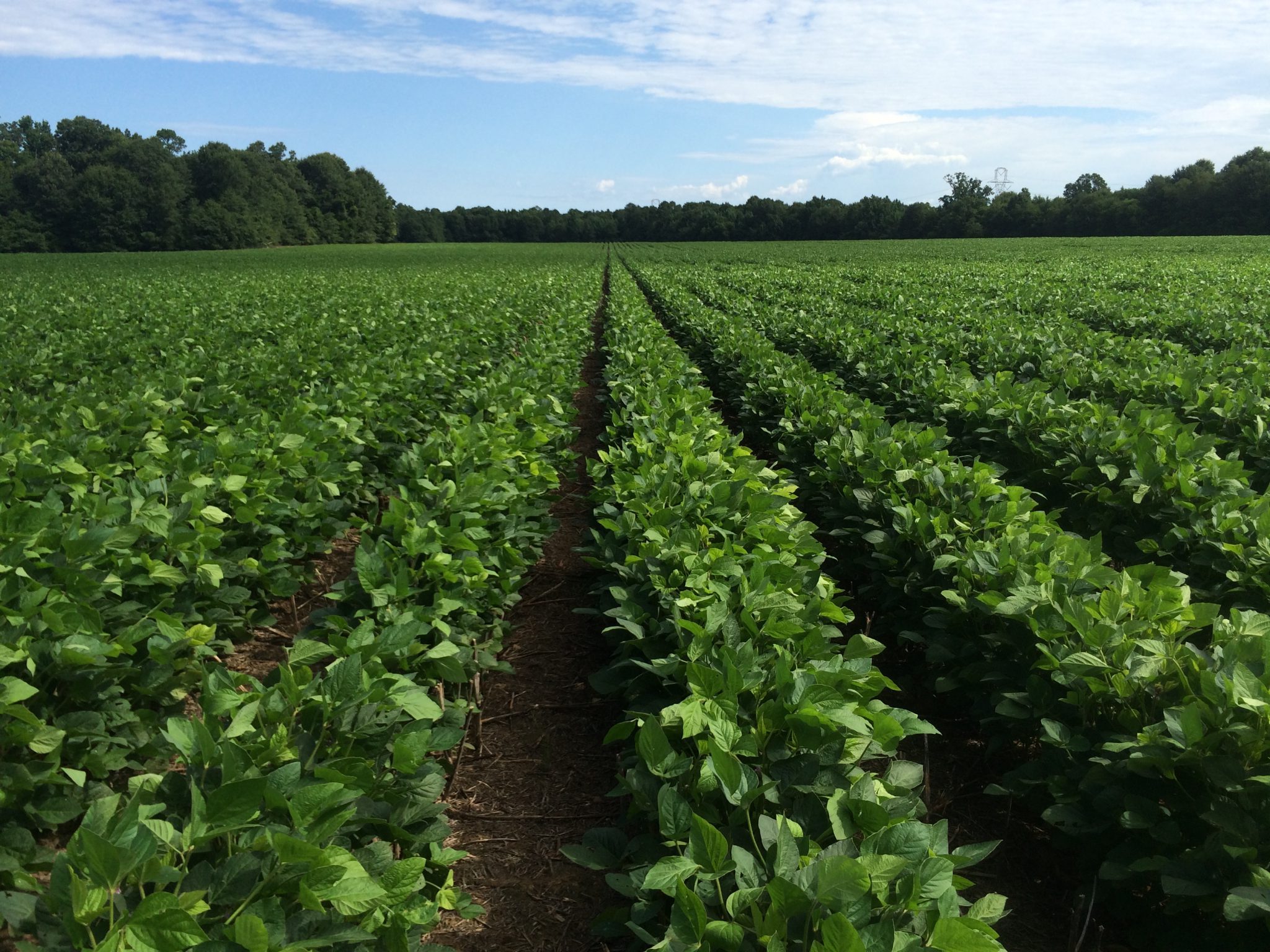 Soybean IPM Guide Cooperative Extension System