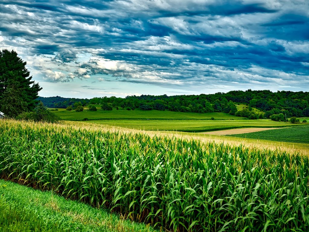The odds on Prospective Plantings and Dairy