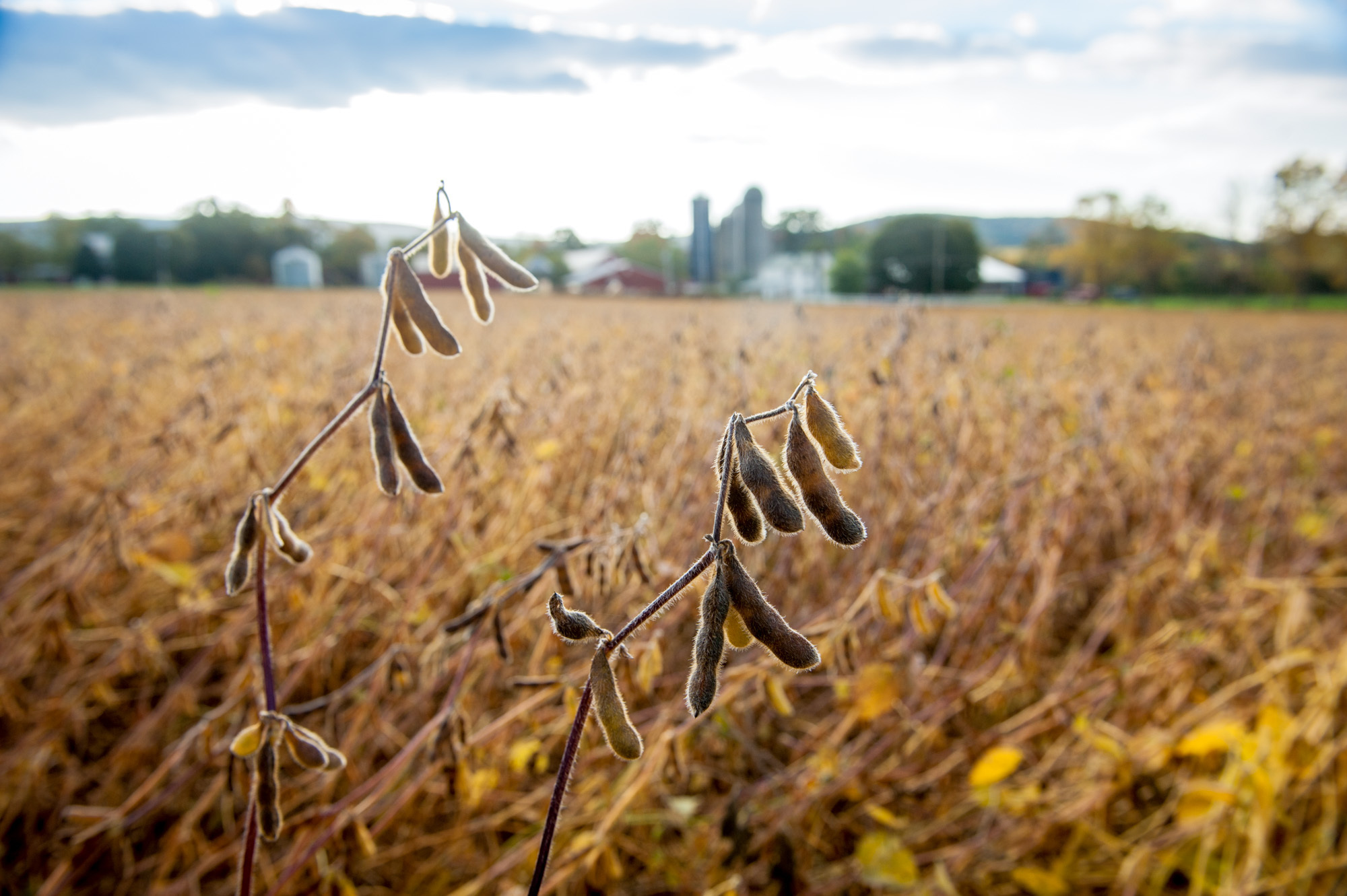 The Soybean Is King, Yet Remains Invisible, The Salt