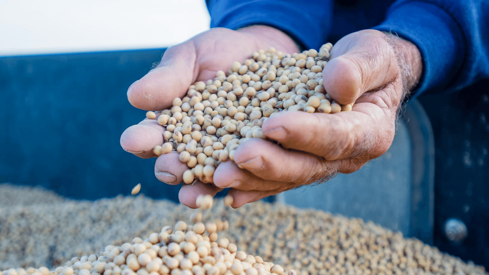 The State of Soy: Episode 1