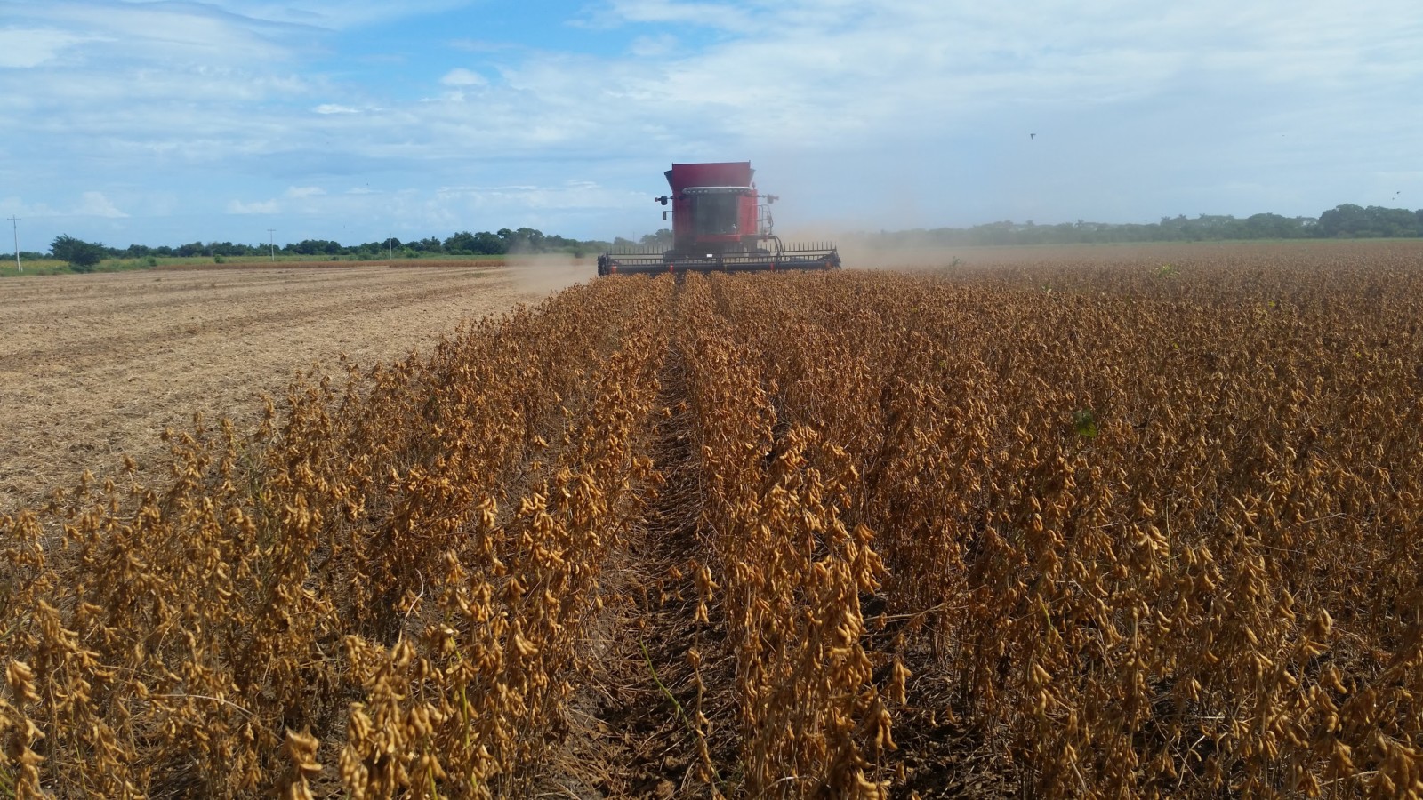 Clemson releases new soybean variety that extends season, regions