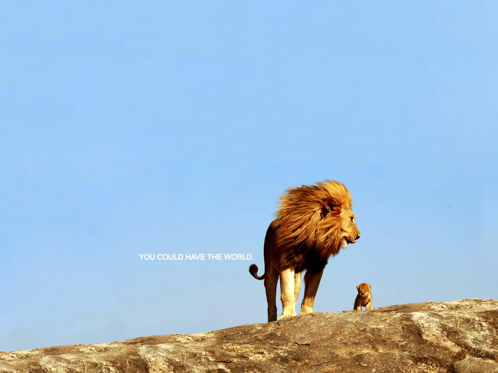 Inspirational Desktop Background Lion With Father HD Wallpaper