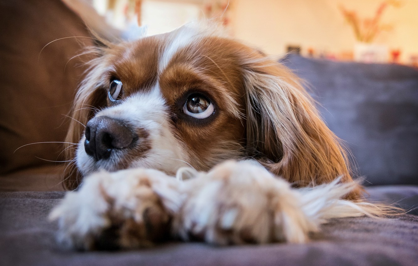 Wallpaper puppy, eyes, dog, look, cavalier image for desktop, section собаки